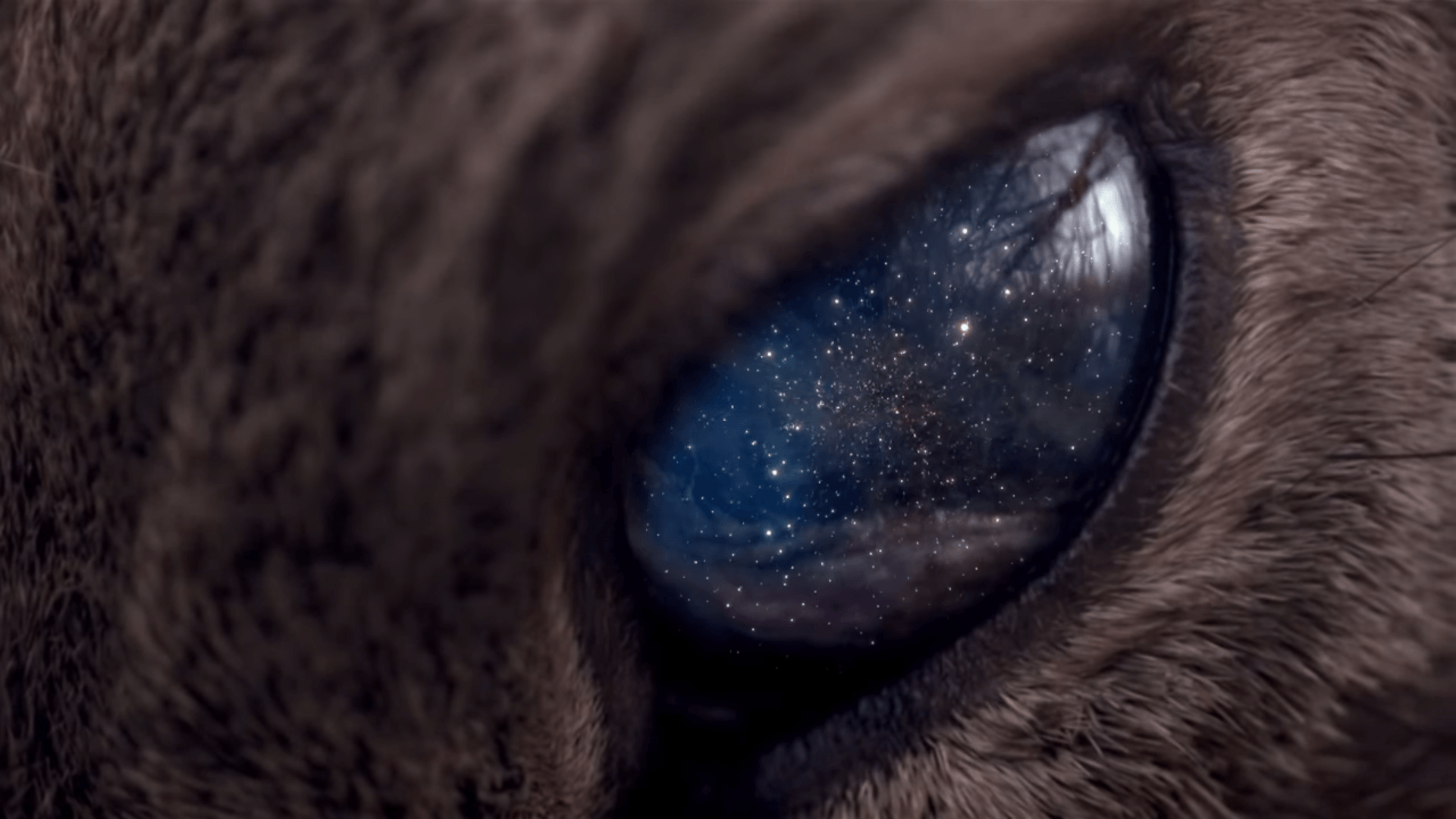 Universe is in the eye of the animal wallpaper and image