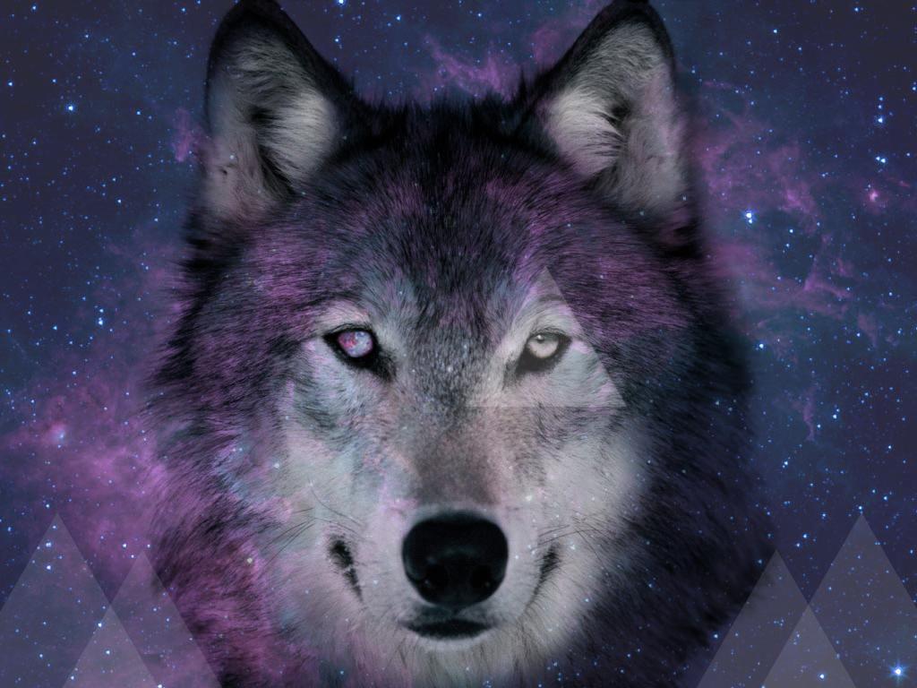 animals wallpaper galaxy space wolf