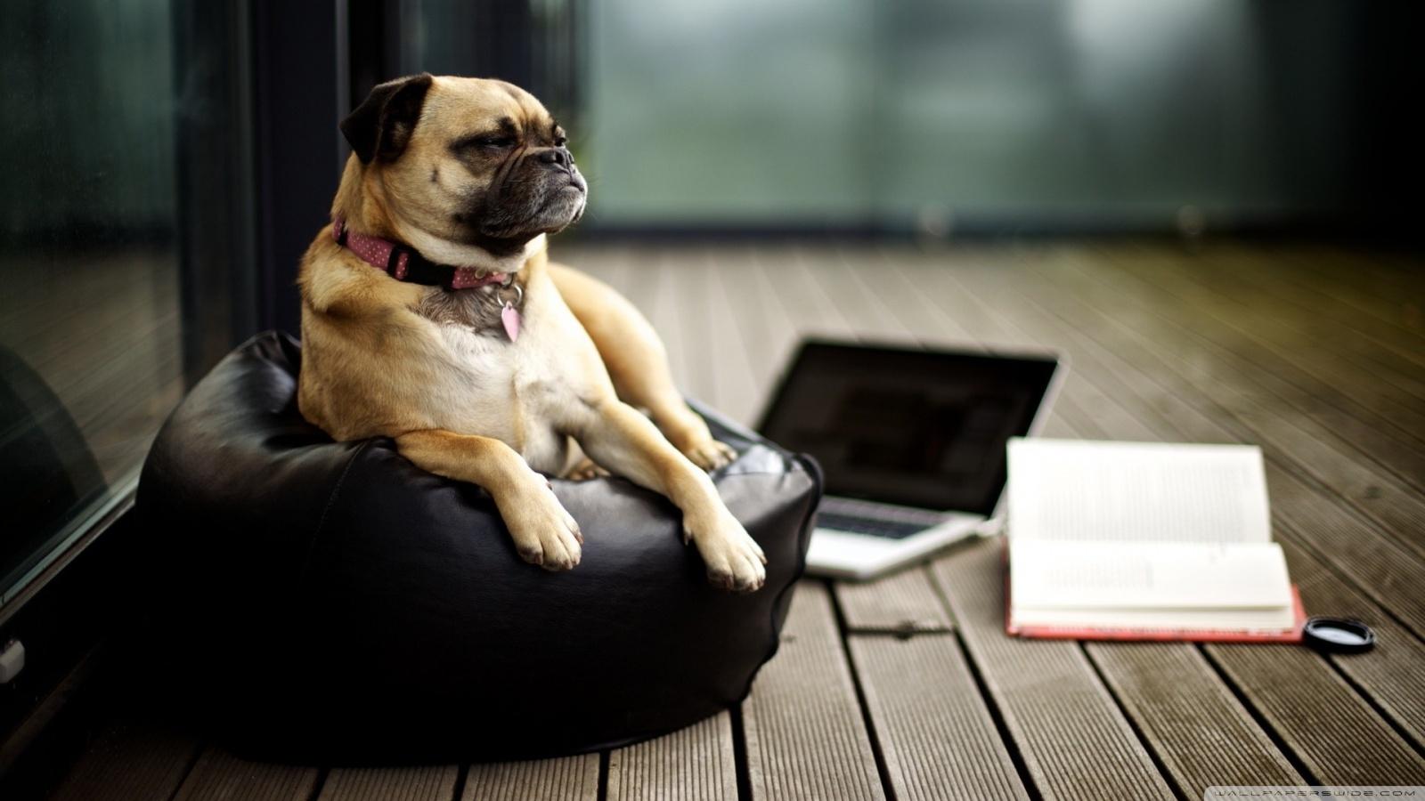 Smart Dog ❤ 4K HD Desktop Wallpaper for 4K Ultra HD TV • Wide