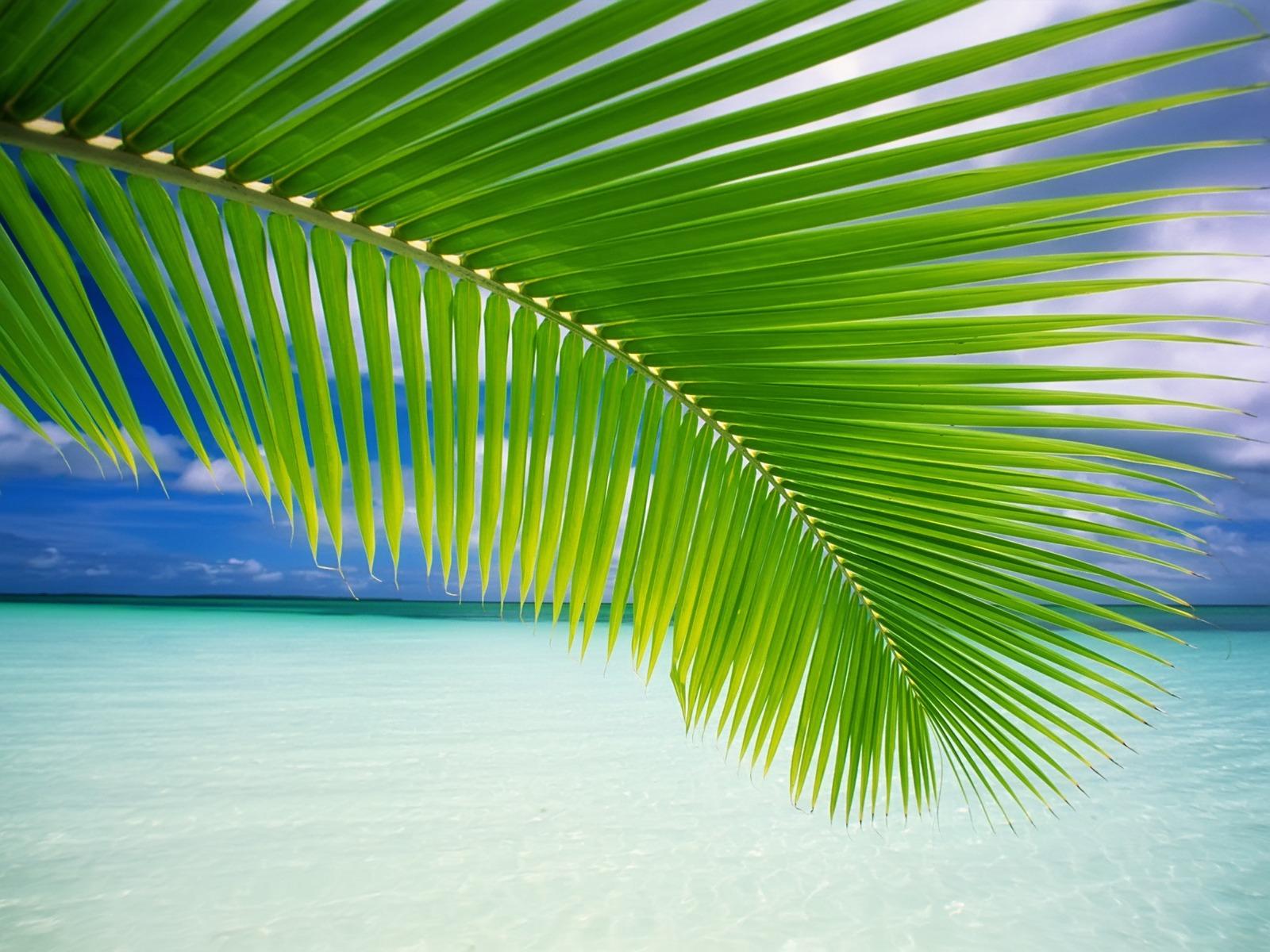Palm Leaf Wallpaper Beaches Nature Wallpaper in jpg format for free