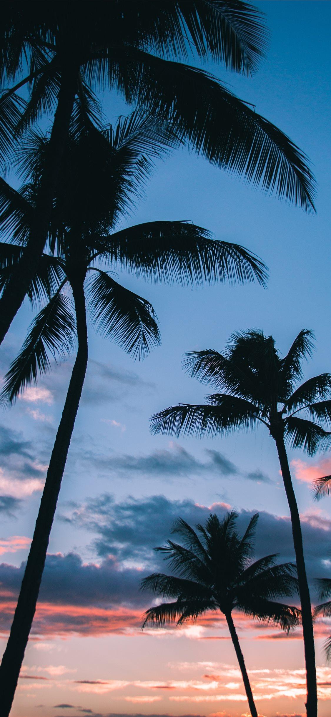 Palm Trees in Paradise iPhone 8 Wallpaper Download. iPhone