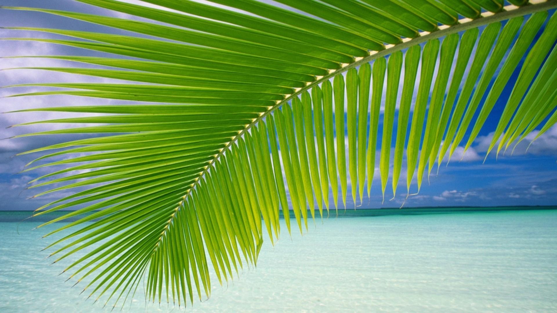 landscape palm trees beach wallpaper and background