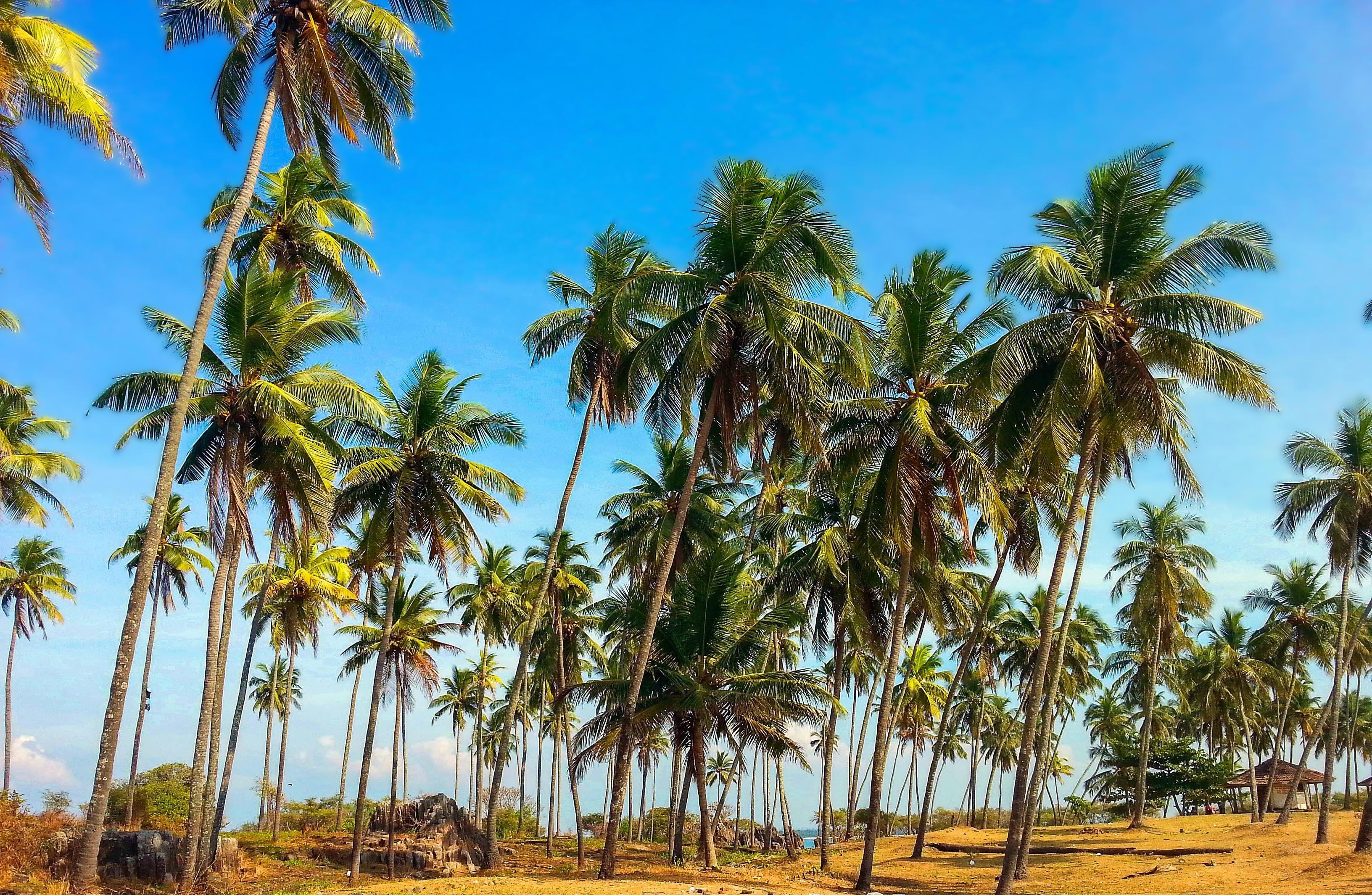 Free Image, HD wallpaper, nature, palm trees, paradise, sky
