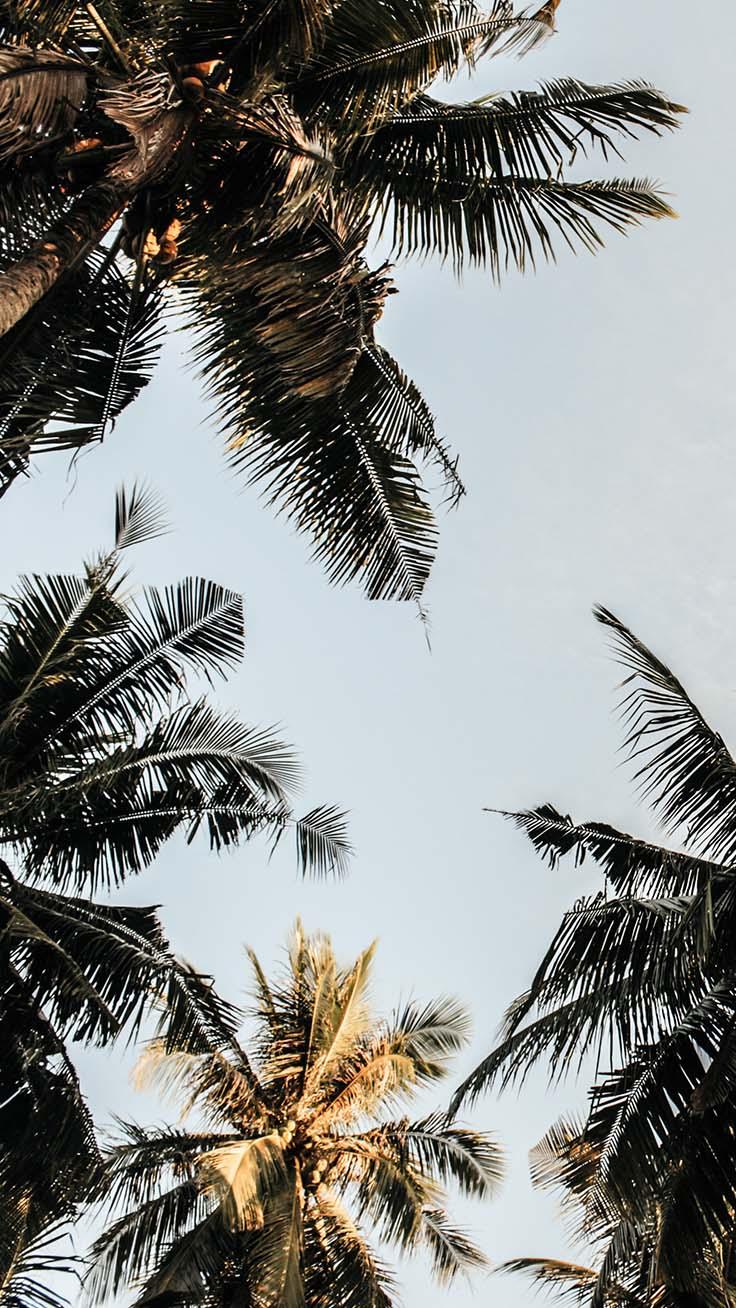 Let's go Coconuts! Enjoy 10 Tropical iPhone Wallpaper!