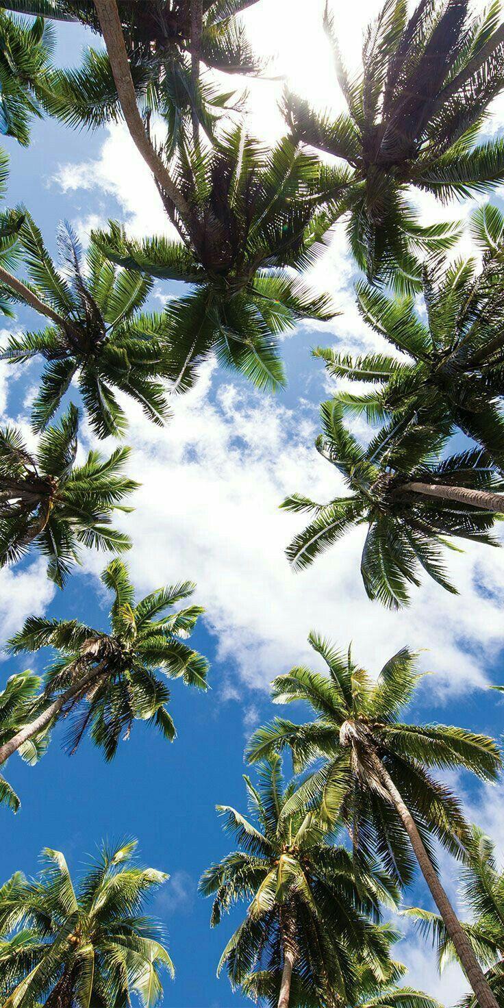 palm trees #summer. + grow. iPhone wallpaper