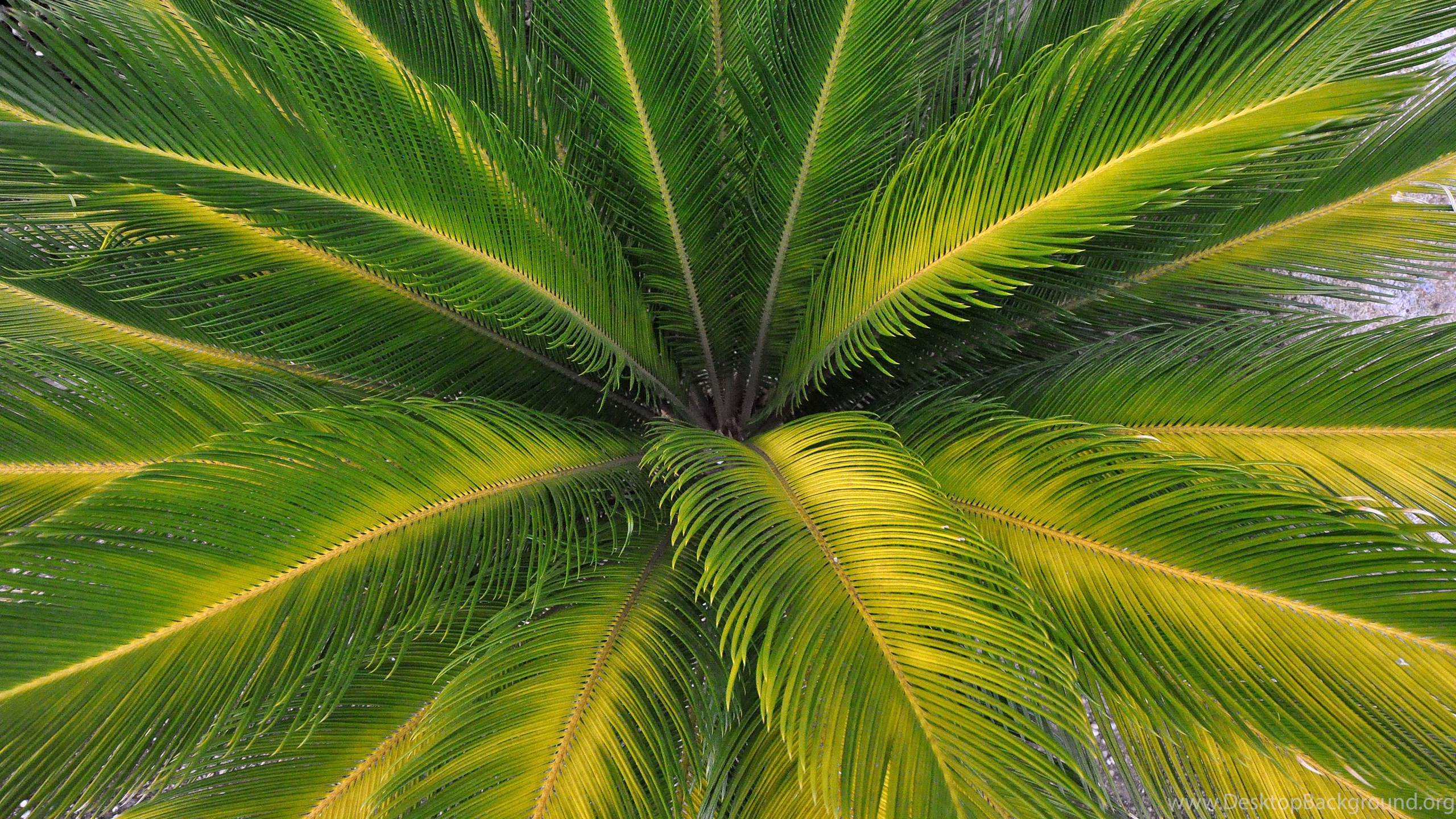 Palm Leaves Nature Wallpaper Desktop Background