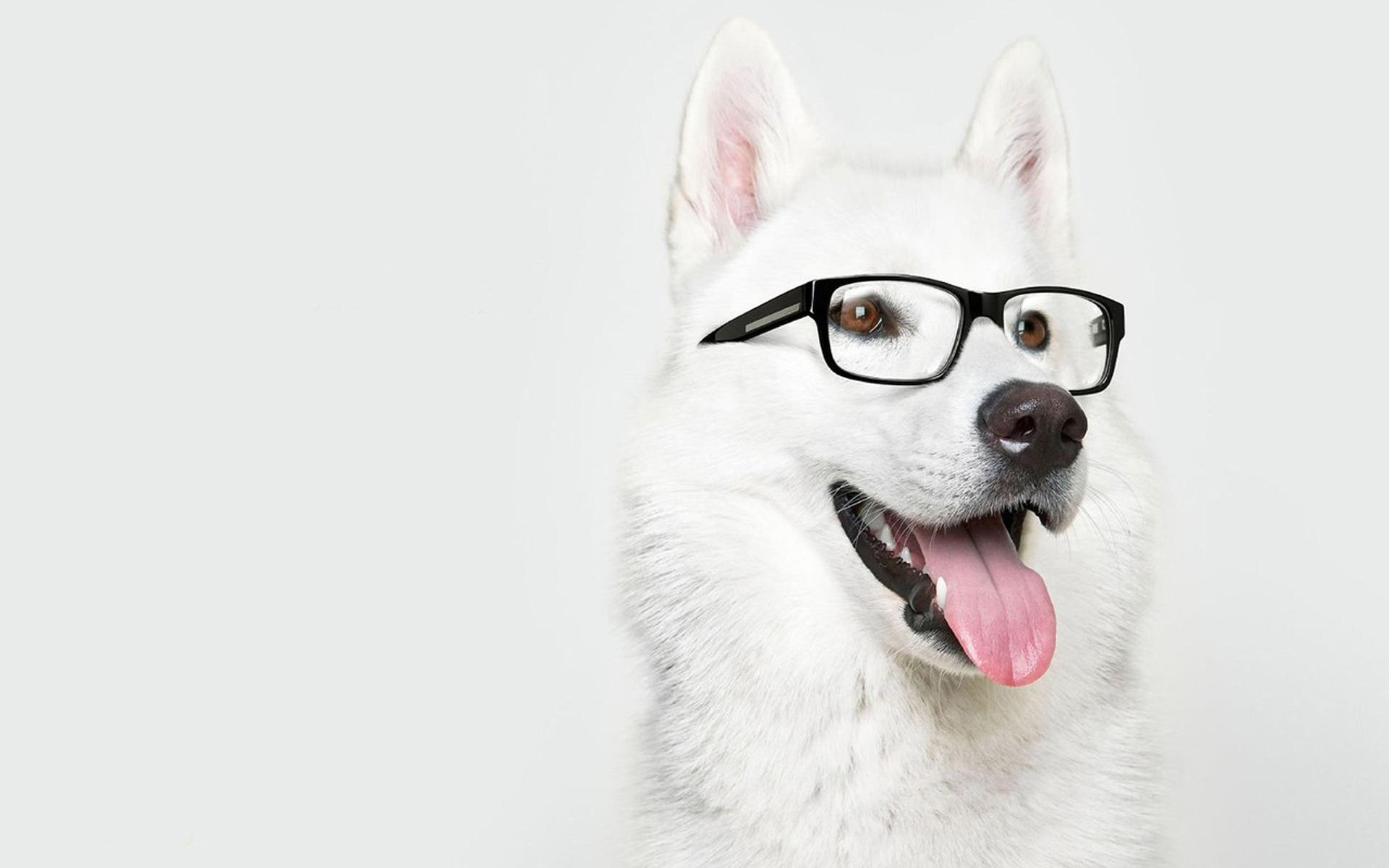 Awesome Dog with Glasses [1920 x 1200]