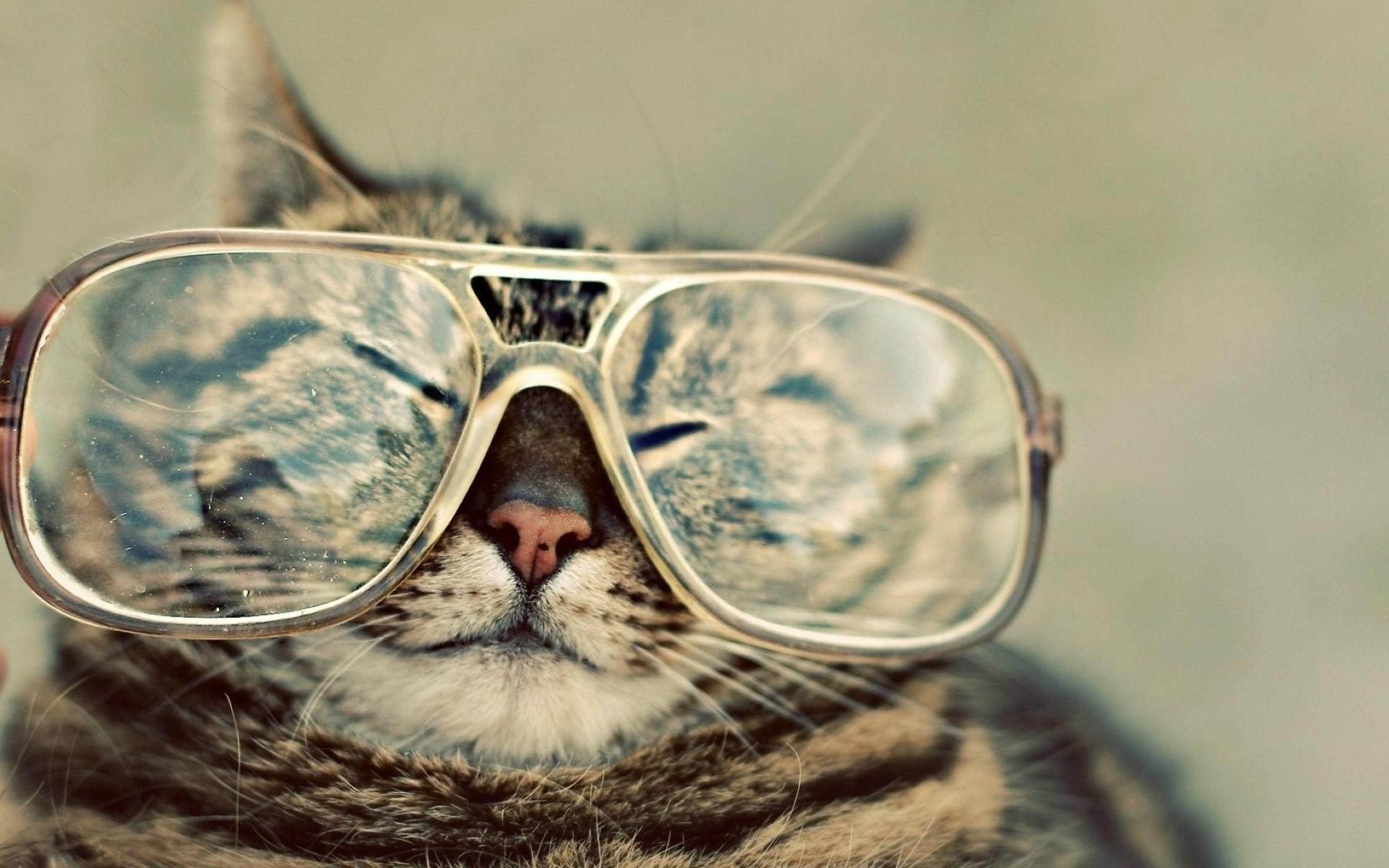 Cats animals glasses wallpaper. PC