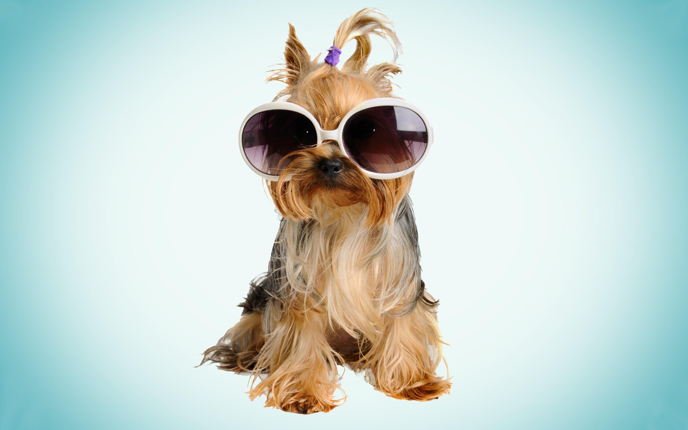 Dog With Glasses Wallpaper High Quality