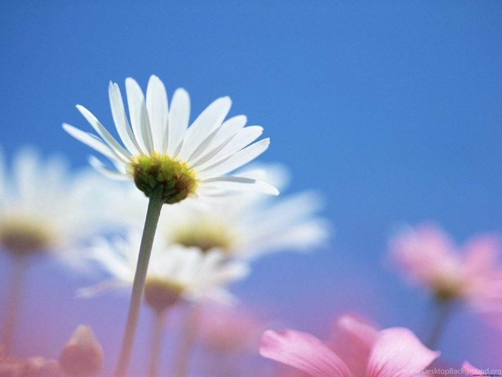 Pray With Your Petals Wallpaper Christian Wallpaper