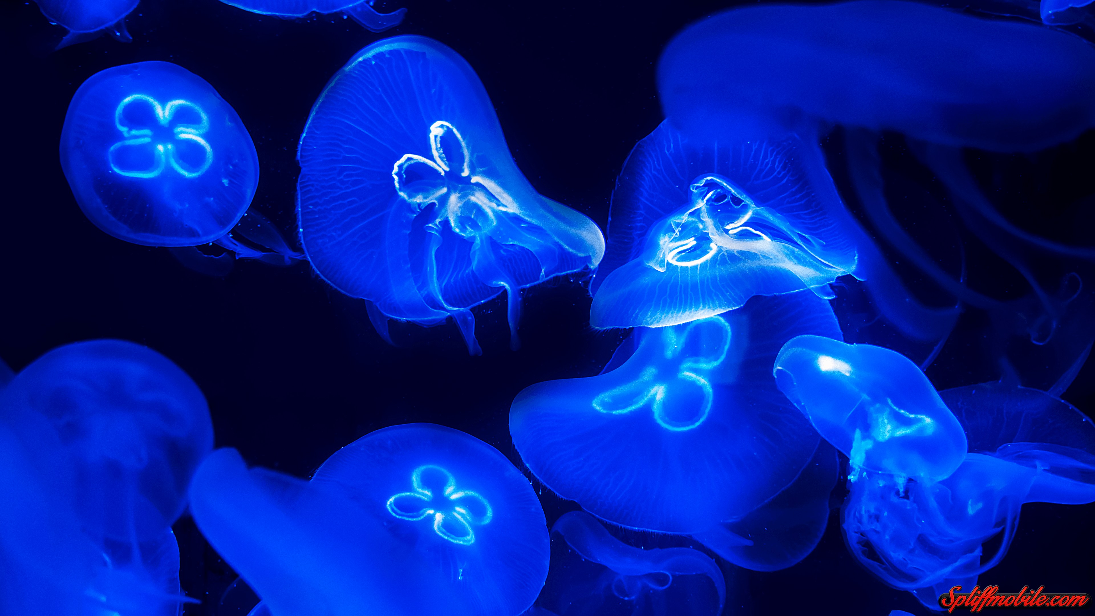 HD Blue Jelly Fish Wallpaper