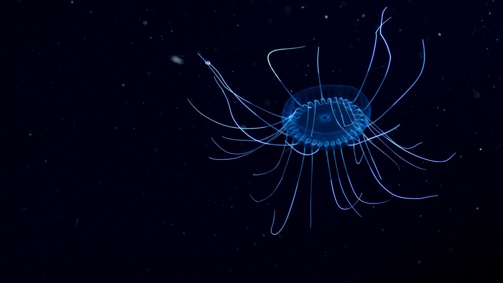 Deep Sea Jelly