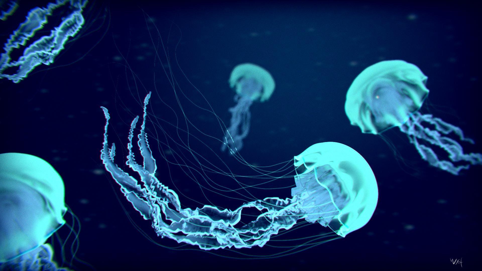 Jelly Fish Wallpaper background picture