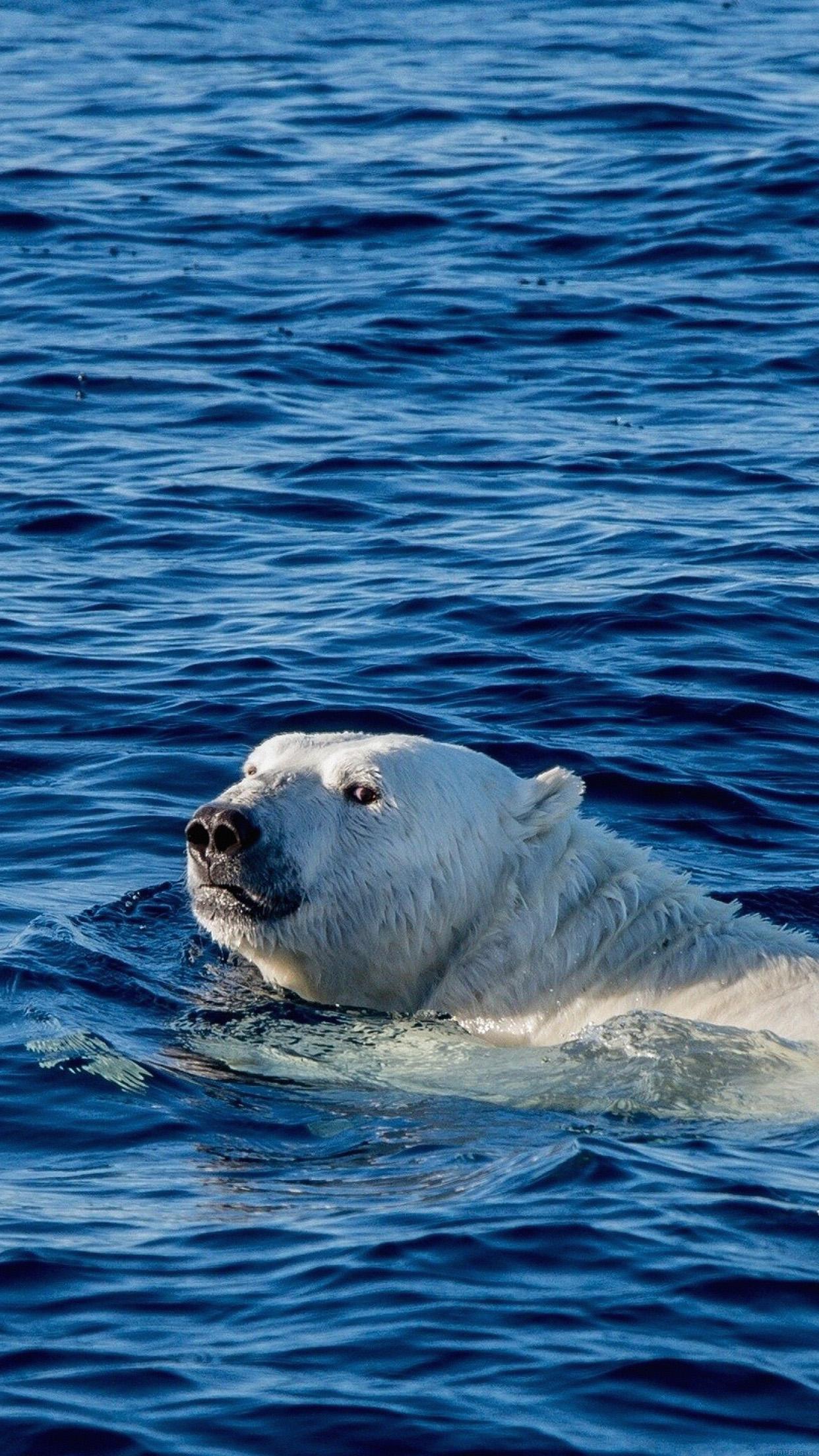Watch Me Swim Polar Bear Sea Animal Android wallpaper HD