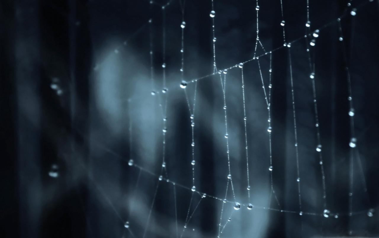 Water Droplets on Spider Web wallpaper. Water Droplets on Spider