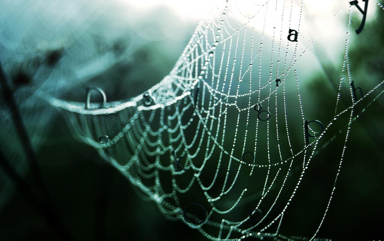 Wet spider web wallpaper. Wet spider web