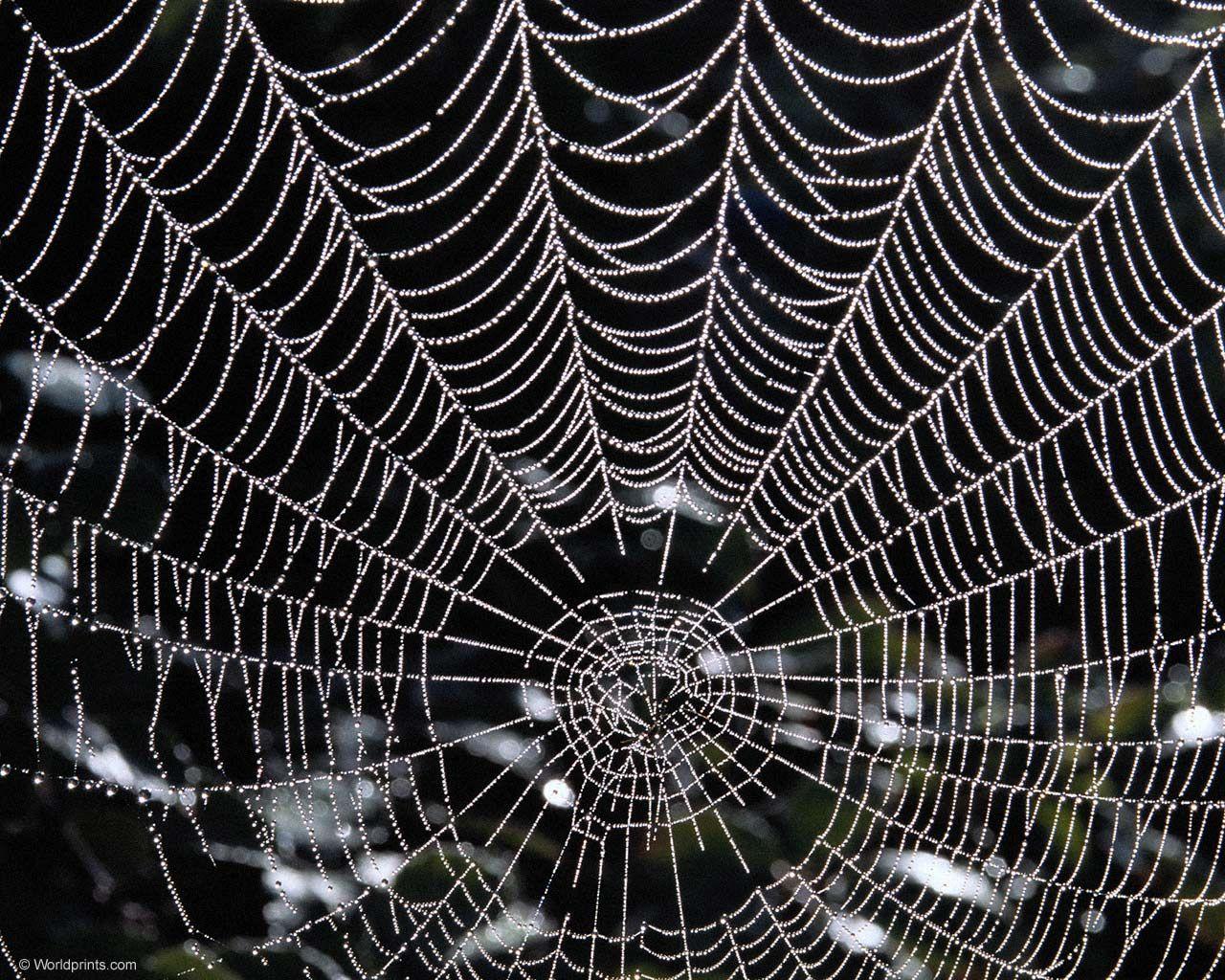 Spider Web Wallpaper For Android #zXd. Animals