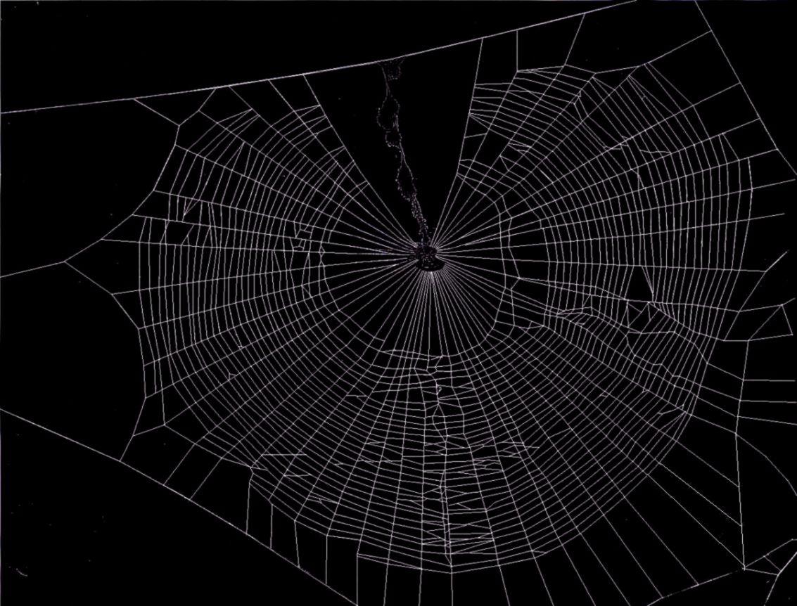 Spider On A Spider Web Wallpaper