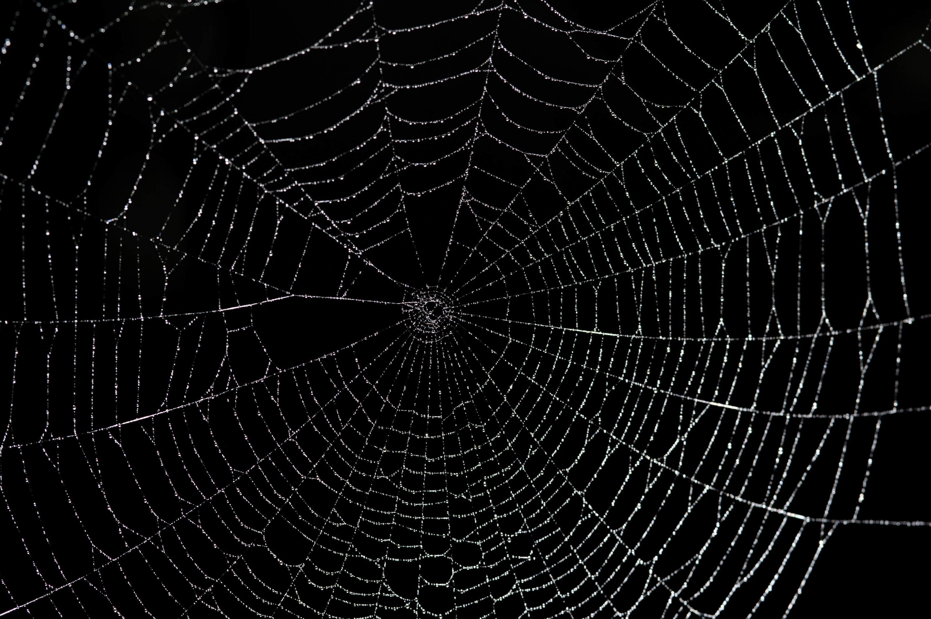 Spider Web Wallpaper