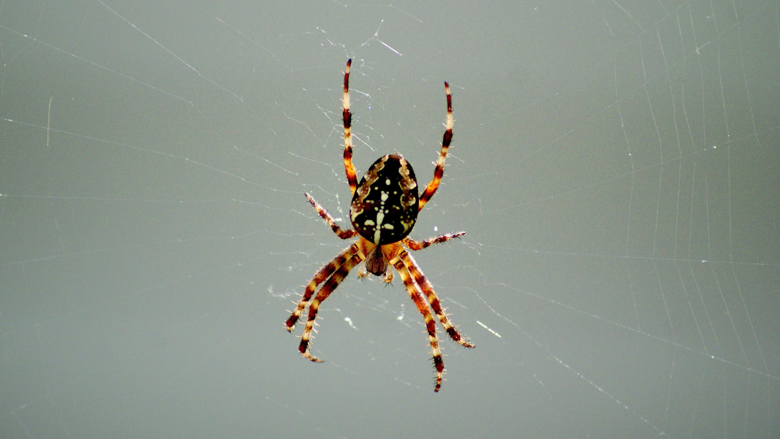 Spider and spiderweb Wallpaper. Barbaras HD Wallpaper