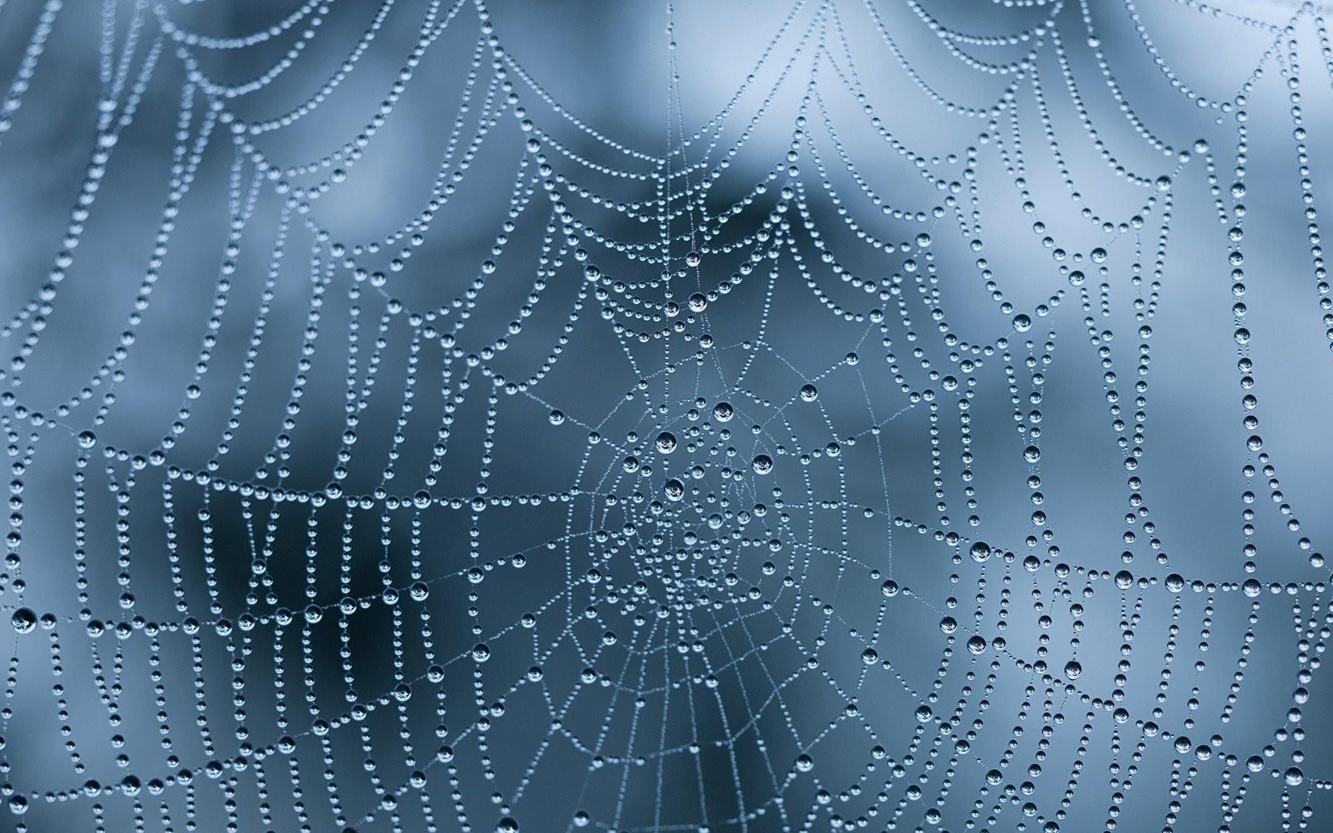 Spider Web Wallpaper background picture