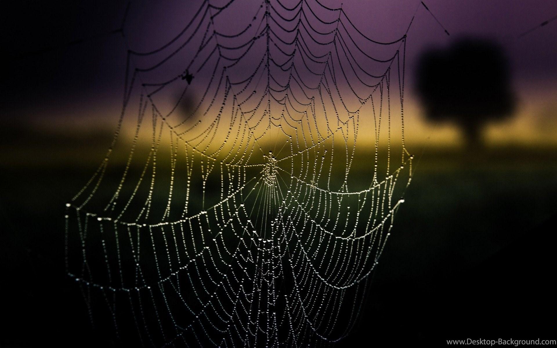 High Quality Spider Web Background Wallpaper Desktop Background