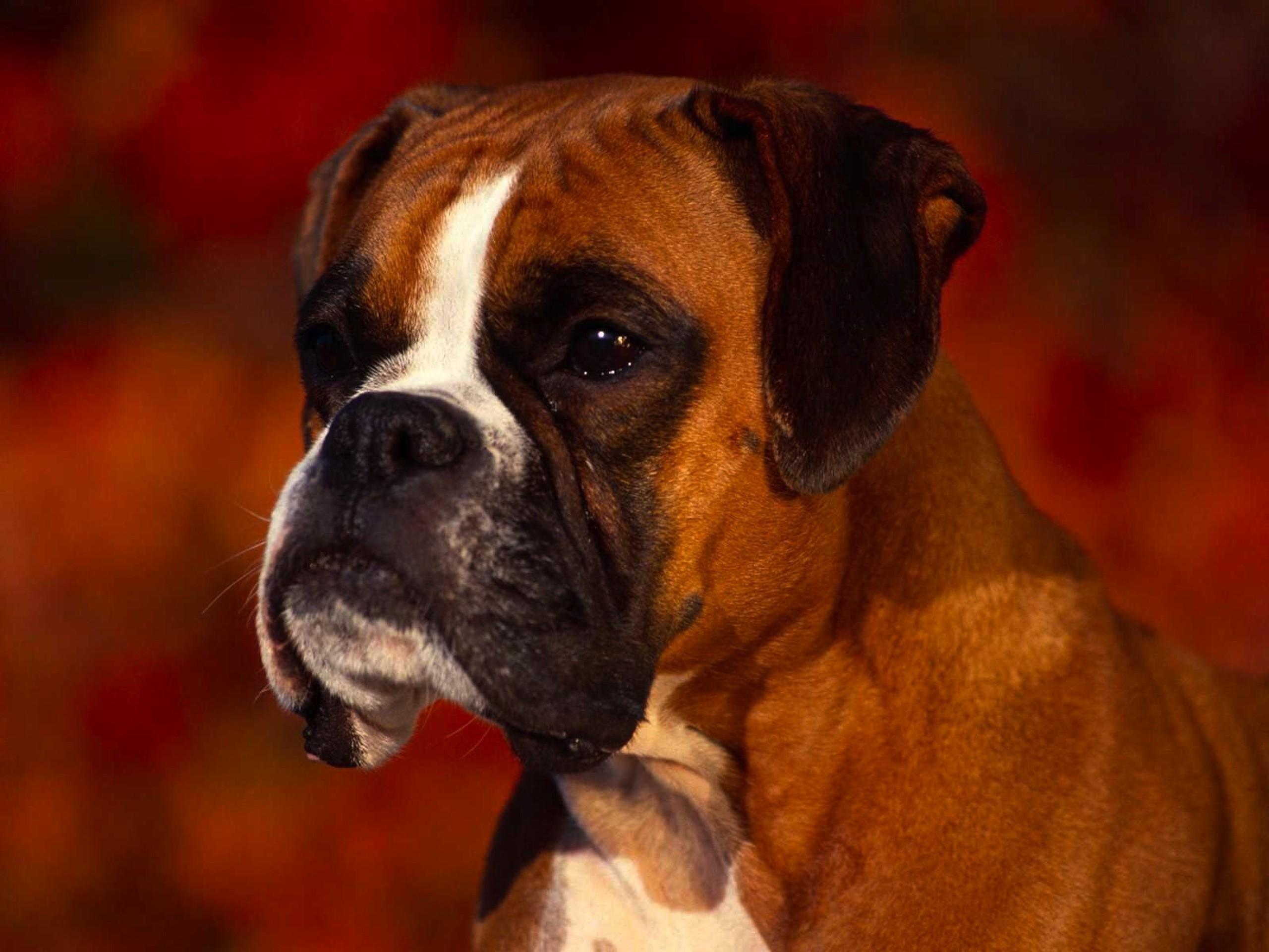 Animals boxer dog dogs wallpaper. PC