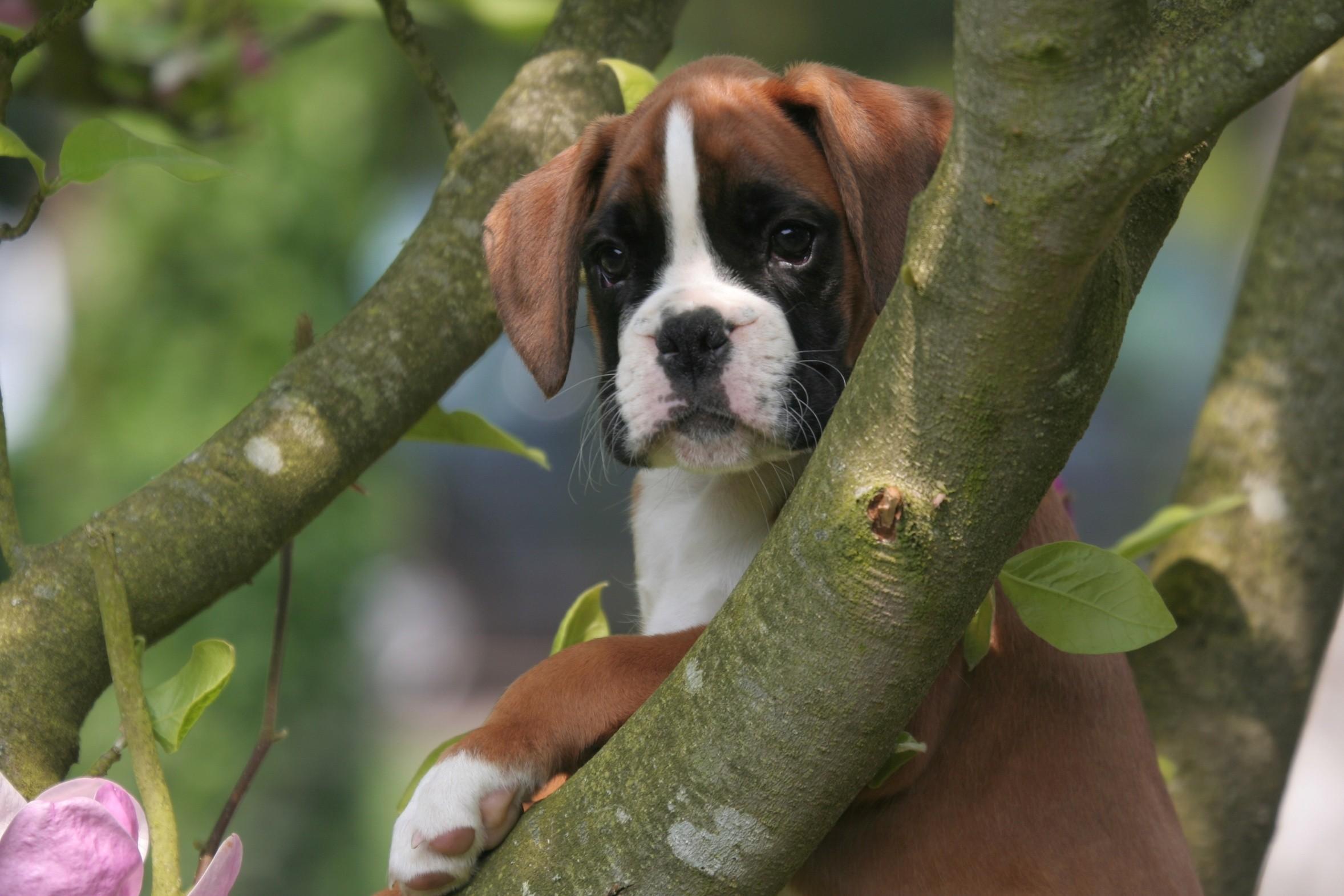 Lovely Boxer Puppies, High Definition, High Quality