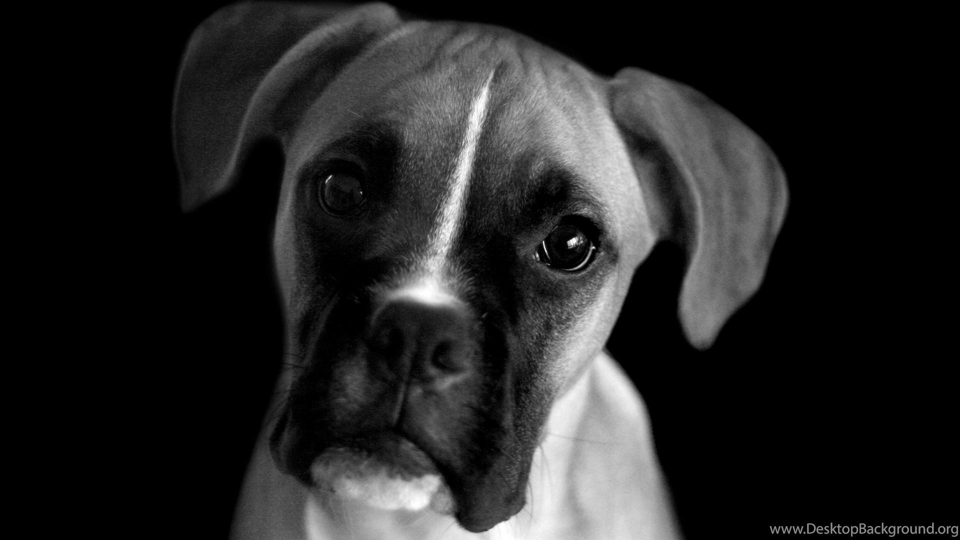 Boxer, Black And White Picture Wallpaper And Image Wallpaper