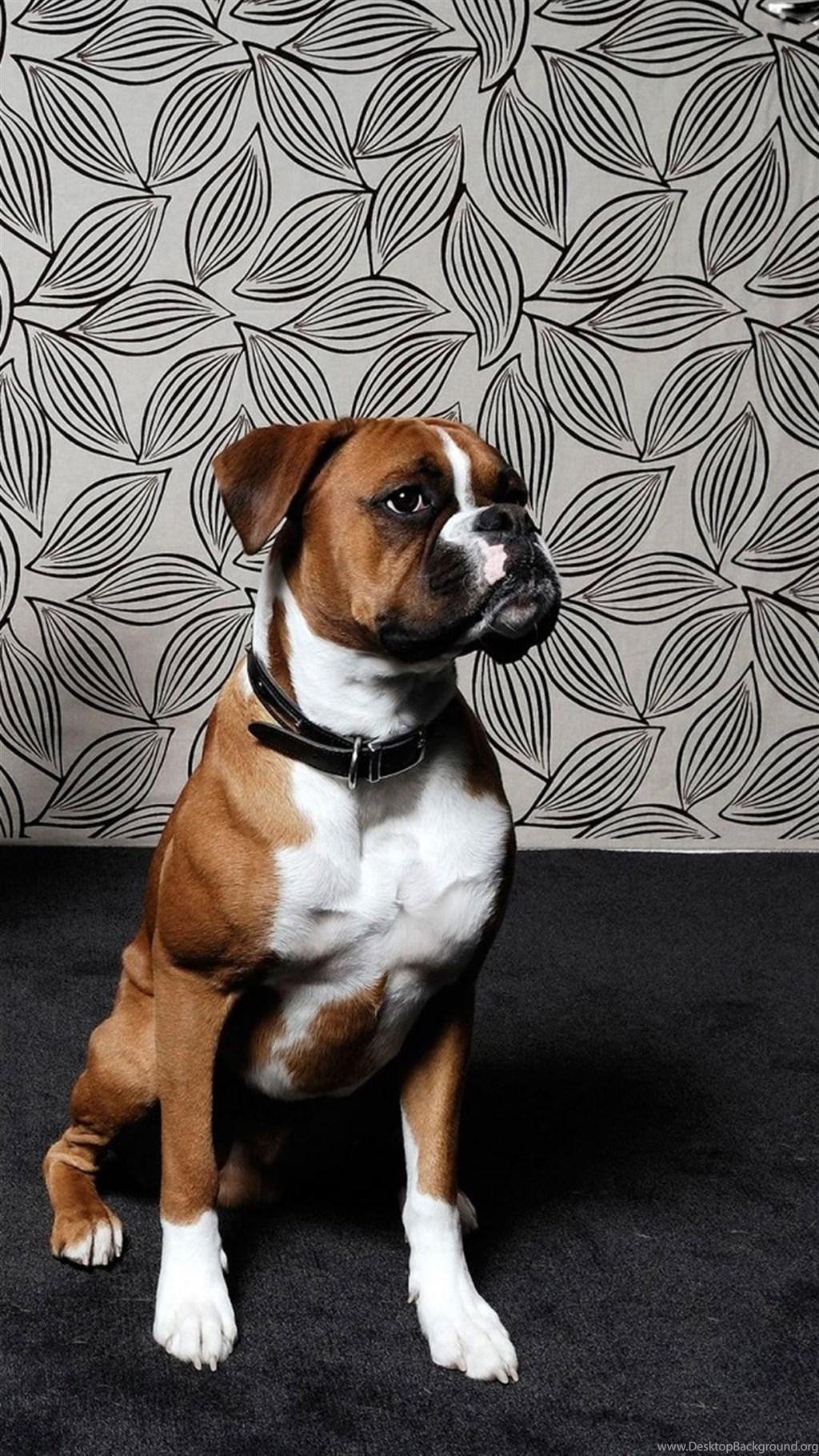 Unique Boxer Dog Desktop Wallpaper