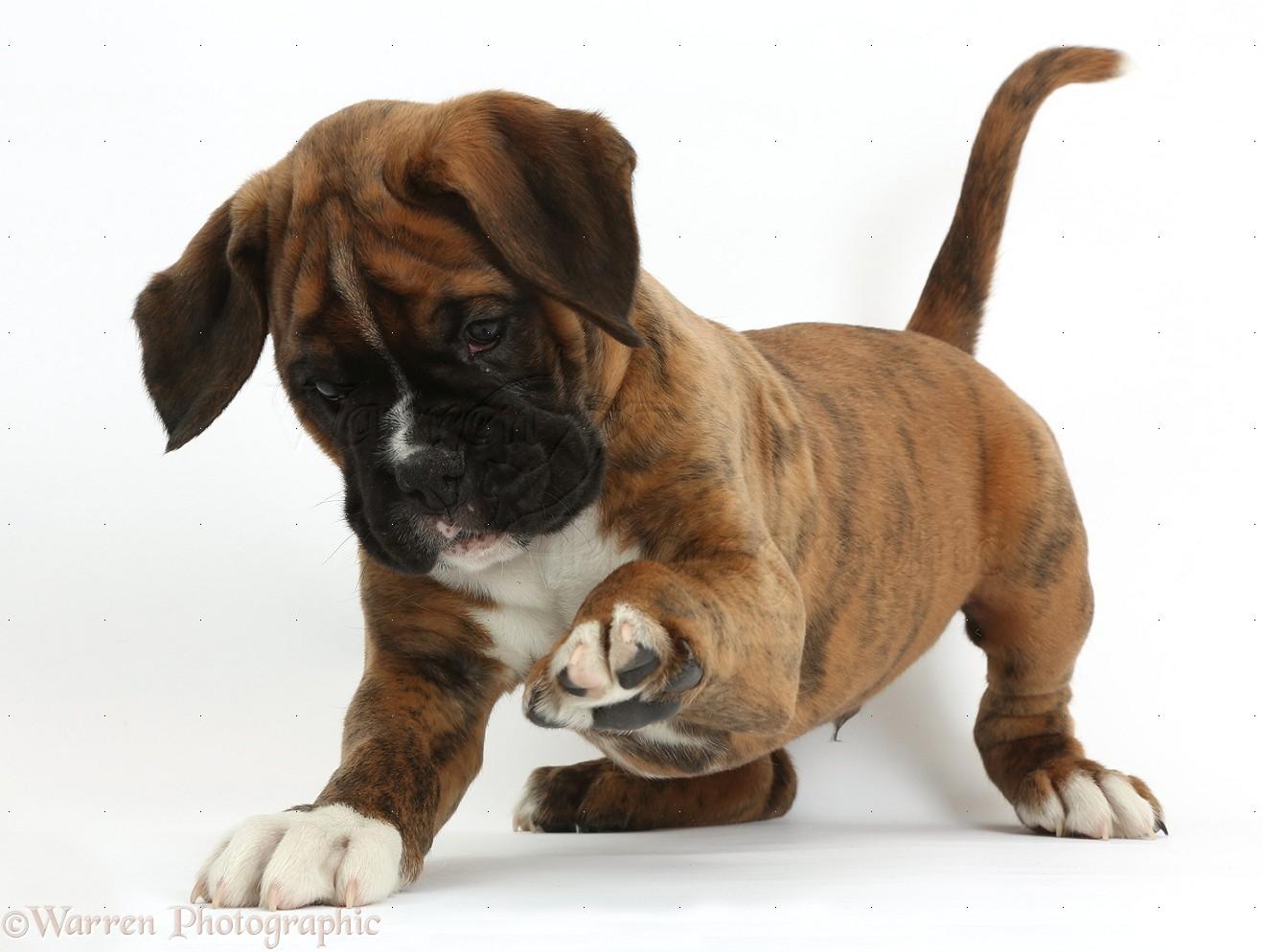 Boxer puppy and gift box wallpaper and image wallpaper 1318x994