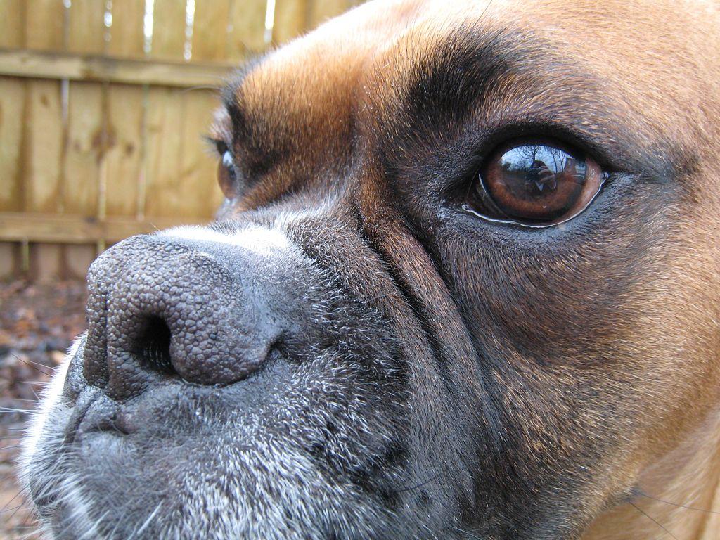 boxer dog photo. Boxer Wallpaper, Picture & Breed Information