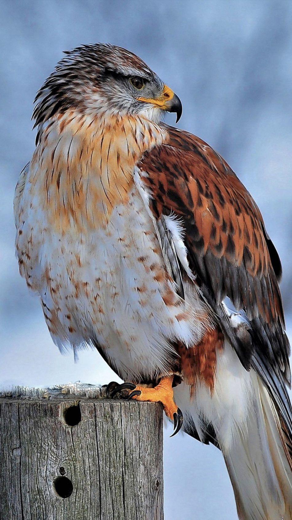 Ferruginous Hawk Winter Snow 4K Ultra HD Mobile Wallpaper. Pet birds, Wild birds, Beautiful birds
