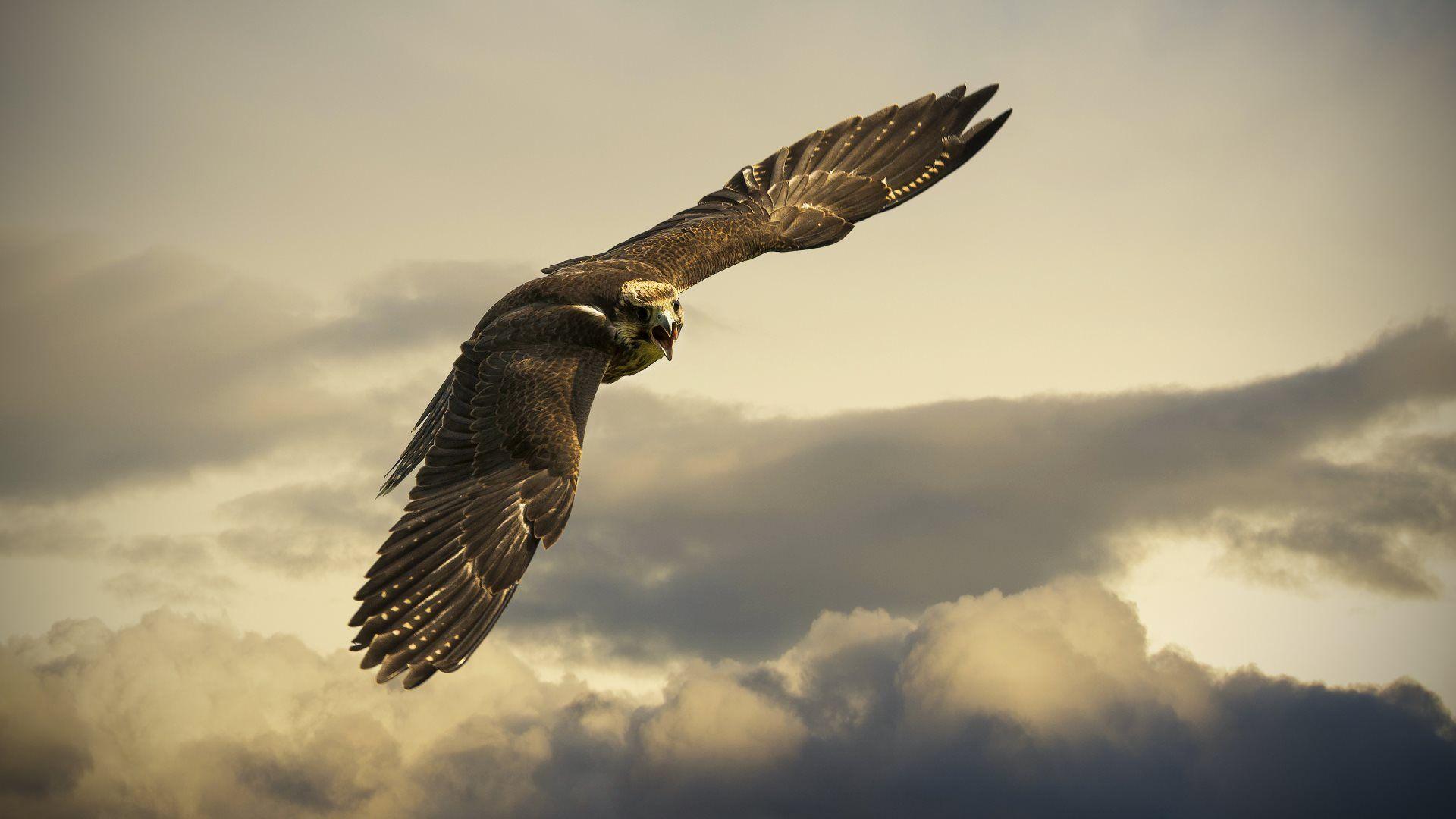 Flying Hawk. Animals HD Wallpaper. Birds, Bird wallpaper, Animal
