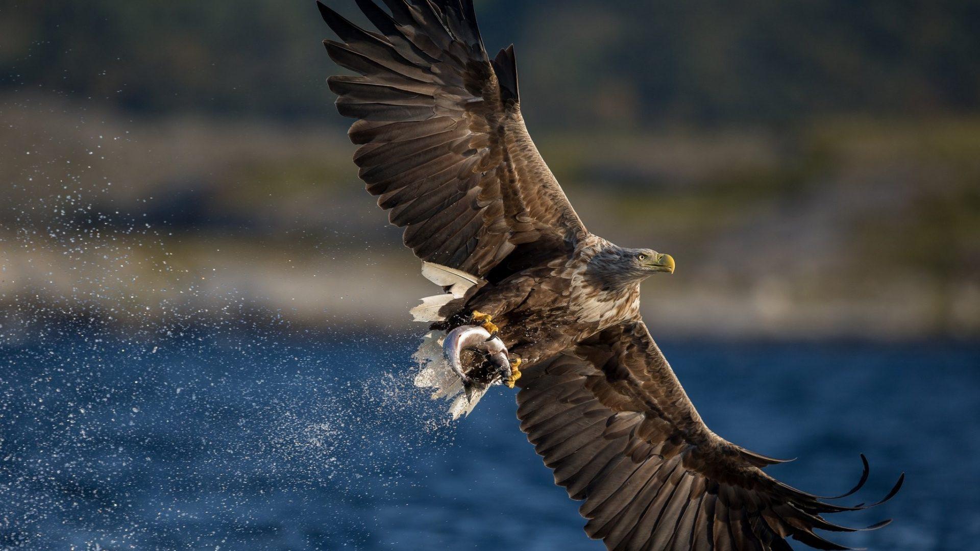 Hawk Tag wallpaper: Wings Eagle Hawk Birds Predator Animals Flight