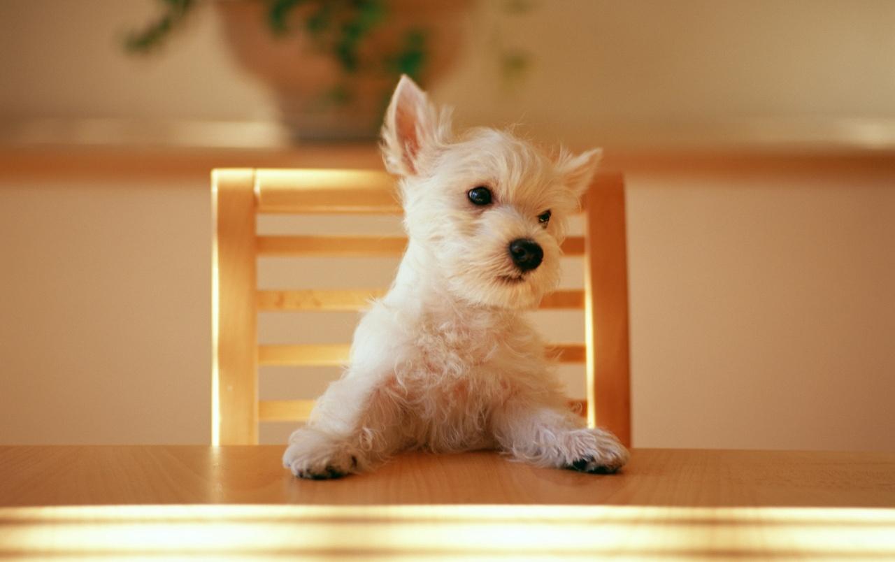 Dog at the table wallpaper. Dog at the table