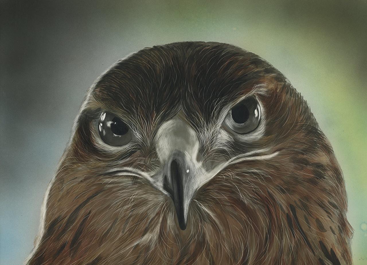 Wallpaper Hawk Birds Beak Head Animals Staring Painting Art