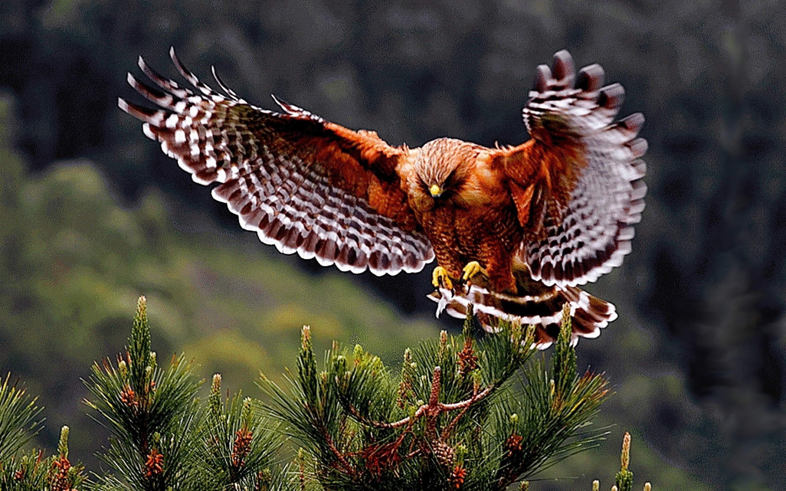 flying, birds, hawk, hawks, bird of pray wallpaper