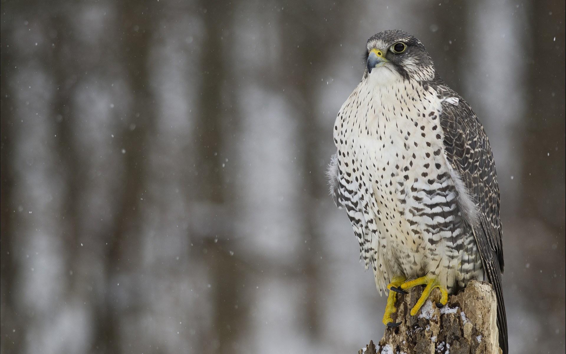 Falcon Hawk Bird Predator