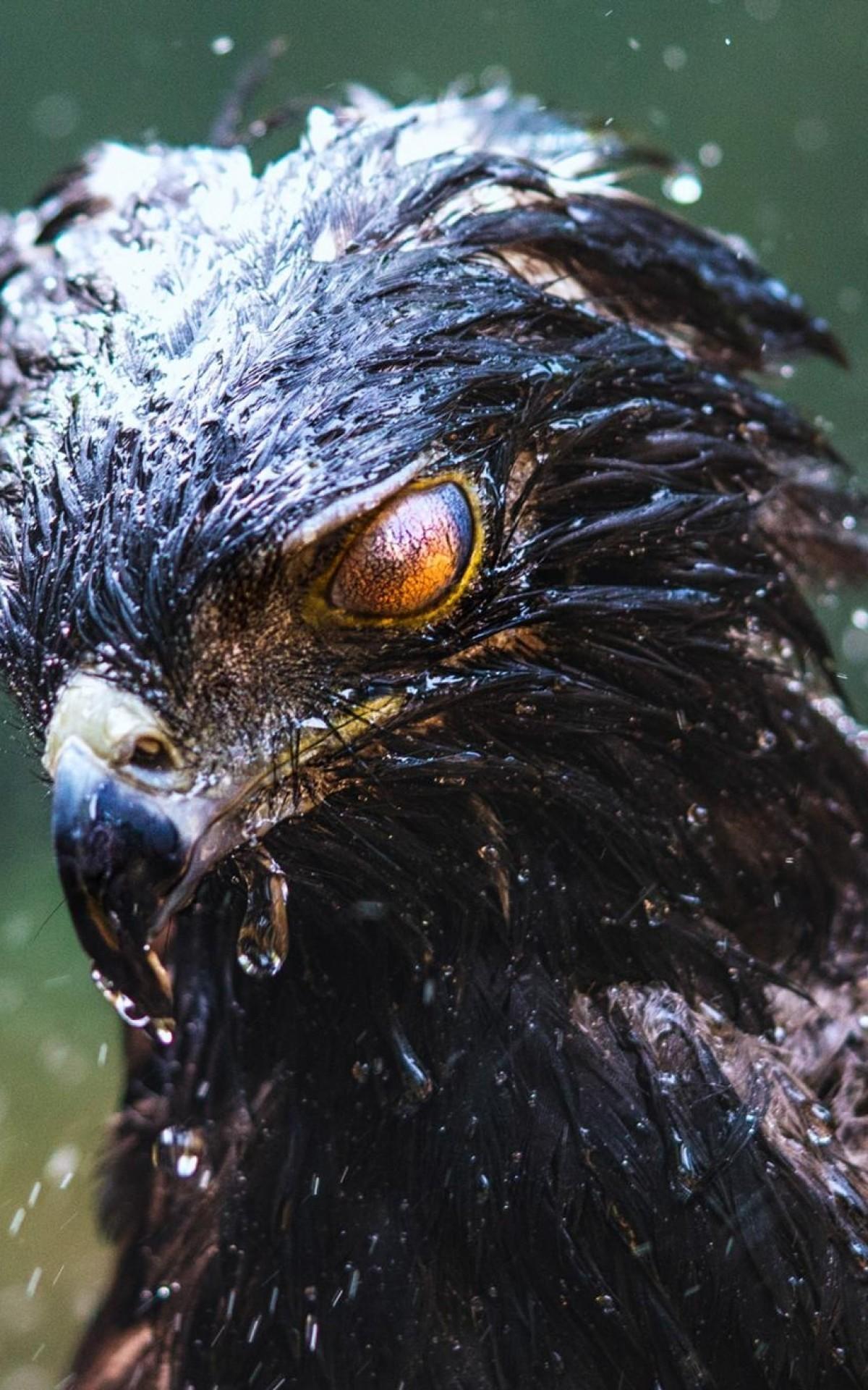 Download 1200x1920 Eagle, Wet, Predator, Birds, Black Hawk