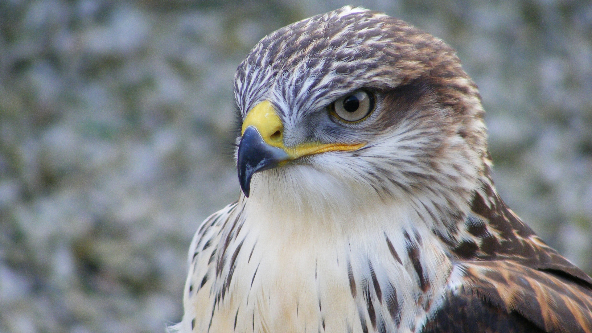 falcon wallpaper HD falcons birds wallpaper hd