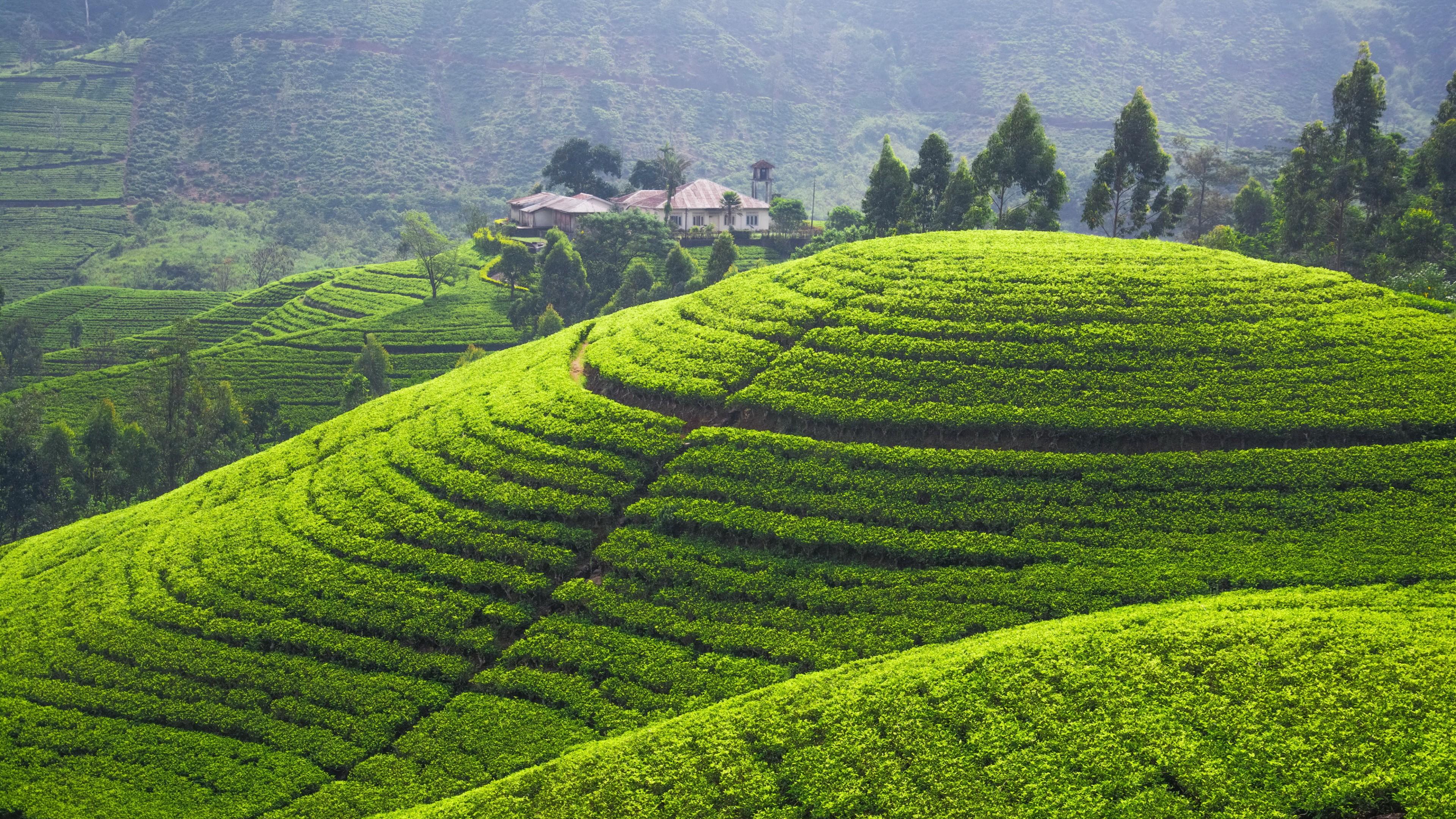 Wallpaper Tea plantation, 5k, 4k wallpaper, Hills, trees, green