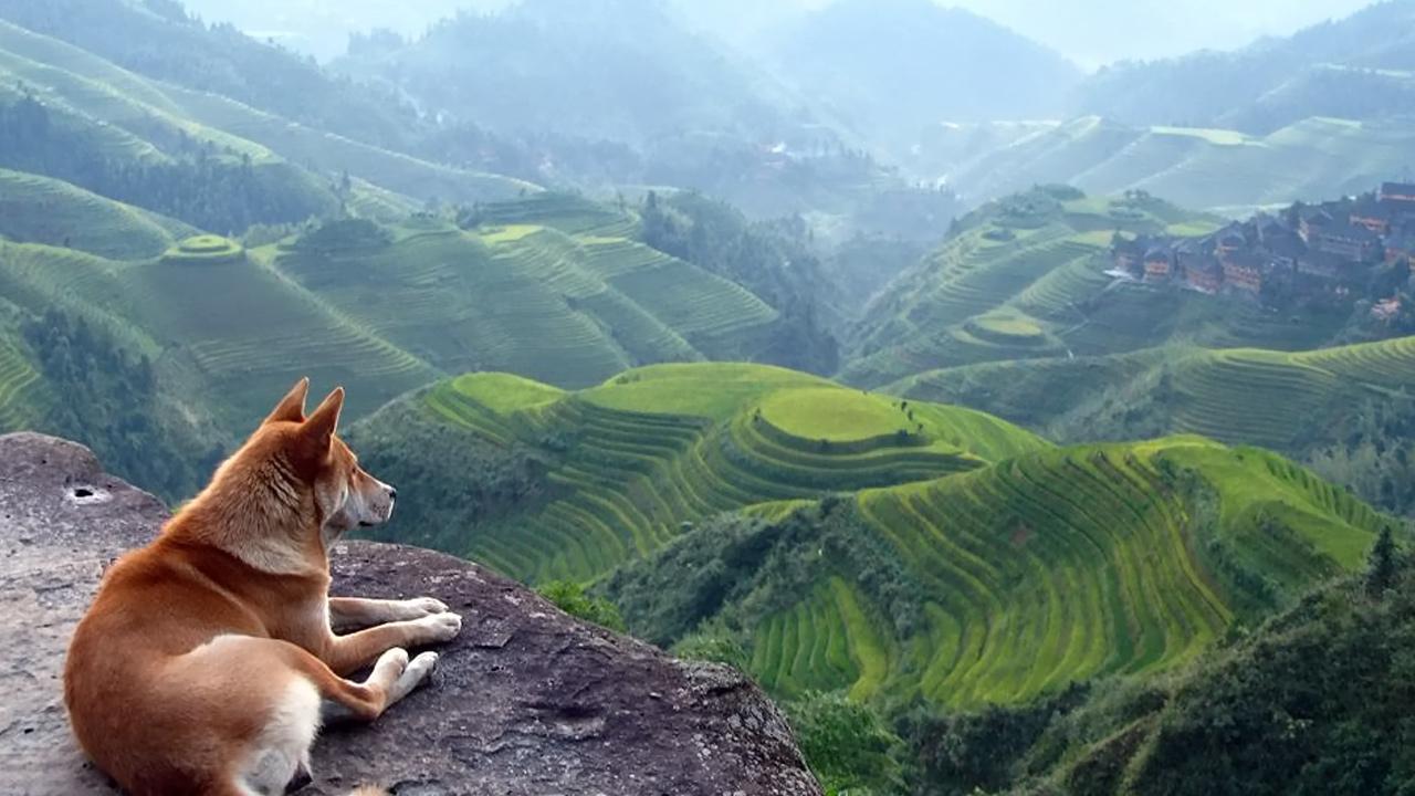 Dog at the Hill HD Wallpaper Definition Wallpaper