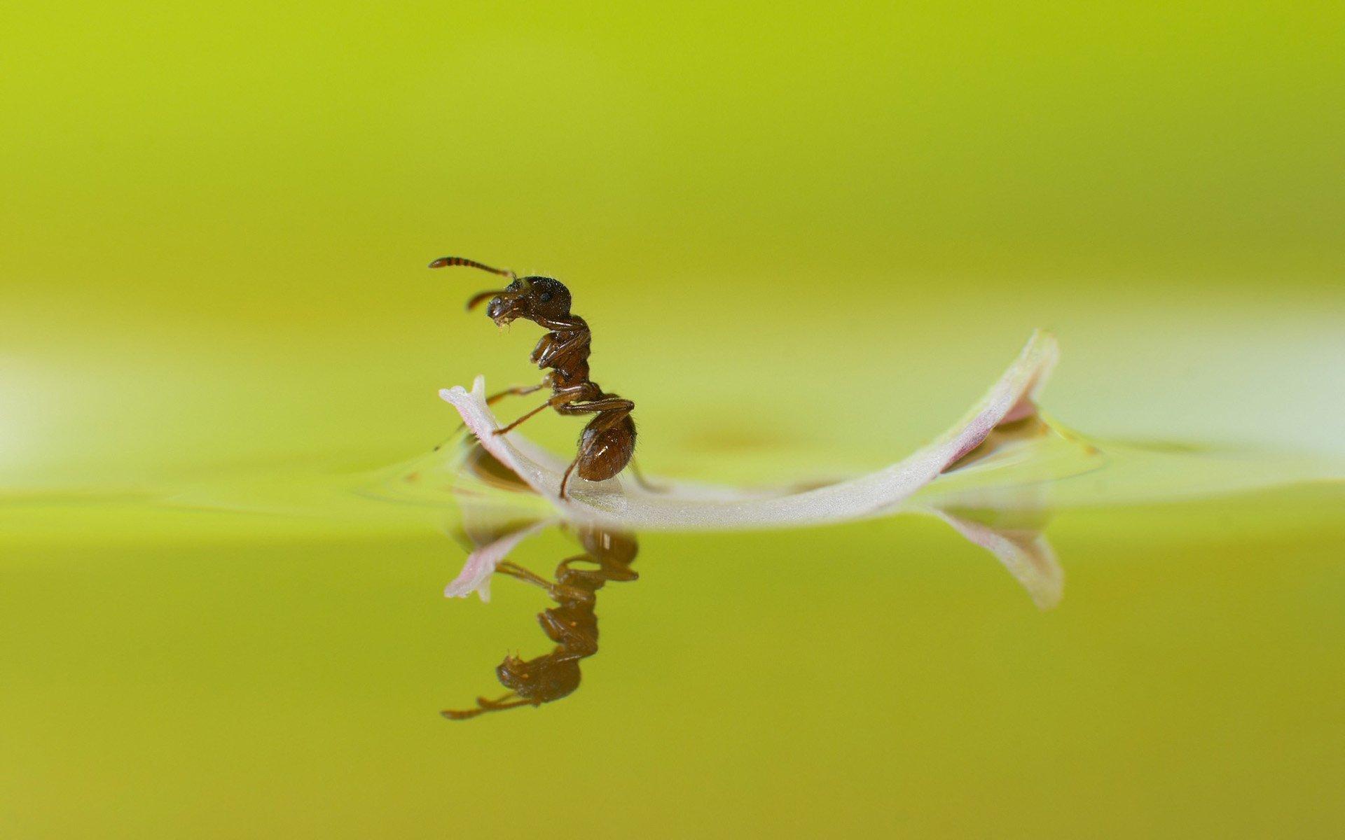 Ant HD Wallpaper and Background Image