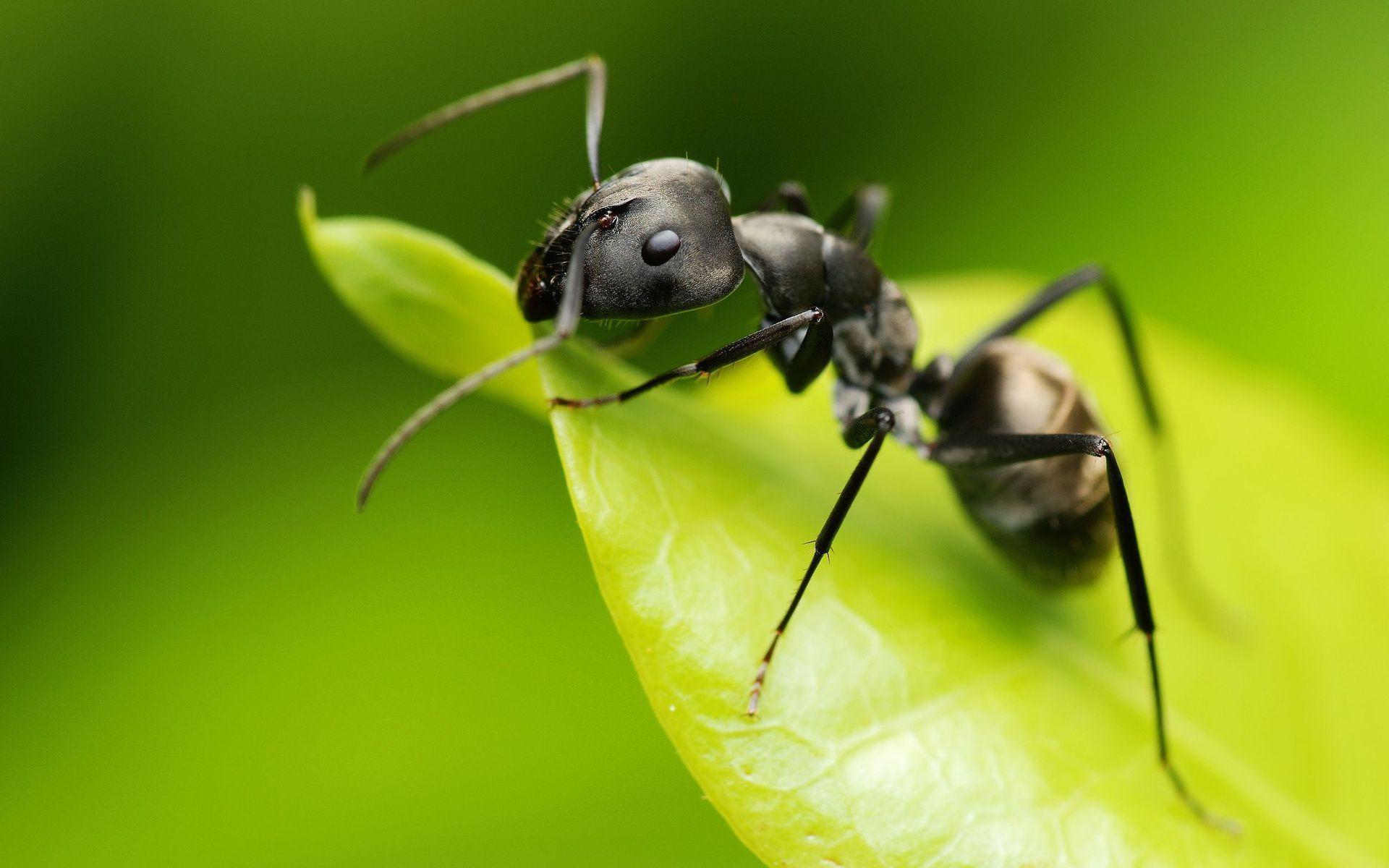Ant Wallpaper Background