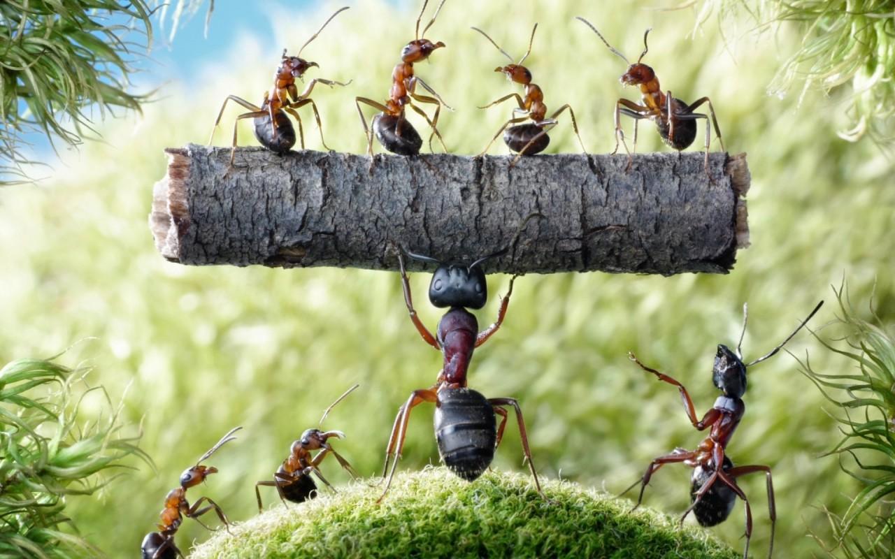 Hercules Ant wallpaper. Hercules Ant
