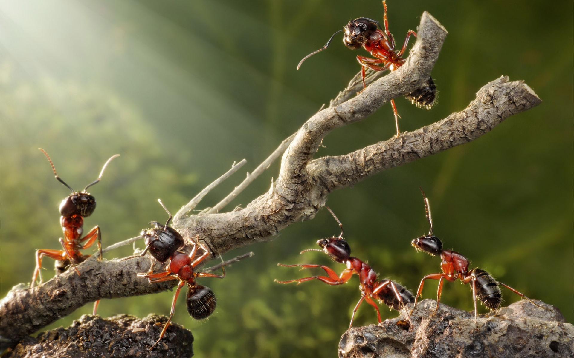 Ant HD Wallpaper