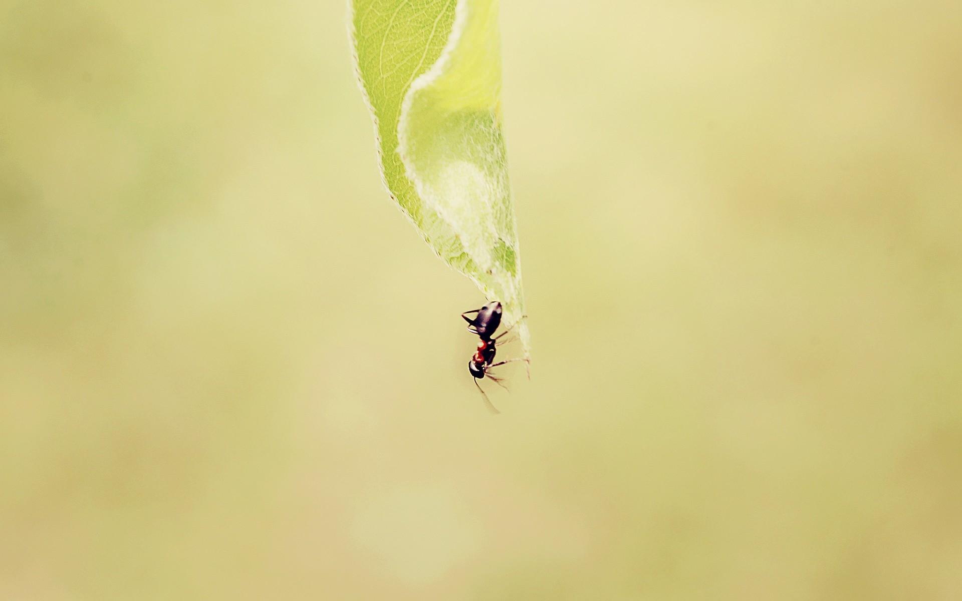 Wallpaper, ant, grass, background, faded 1920x1200