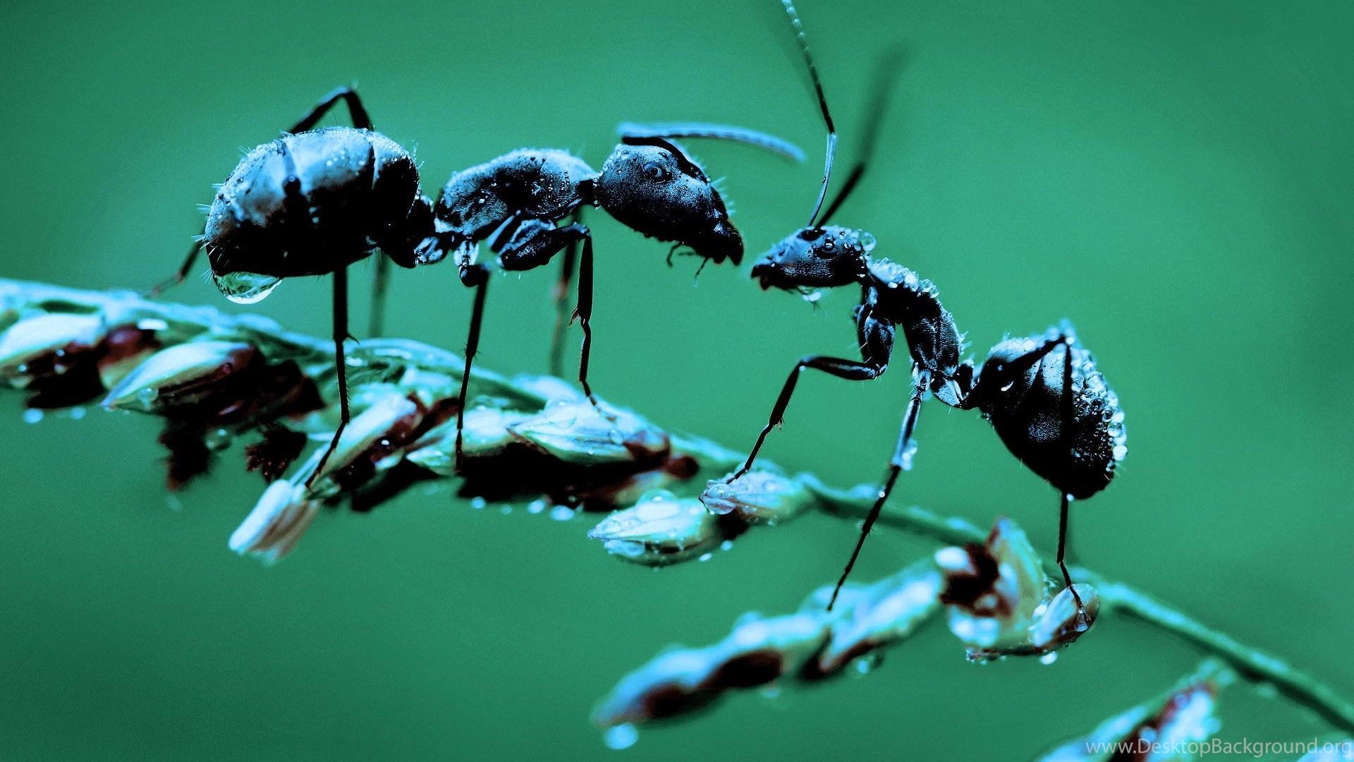 Ant Picture Facts Ant Desktop Wallpaper Desktop Background
