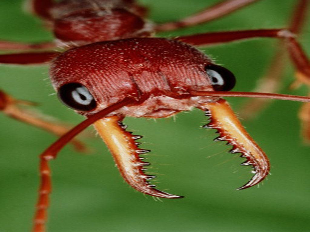 Giant Ant.